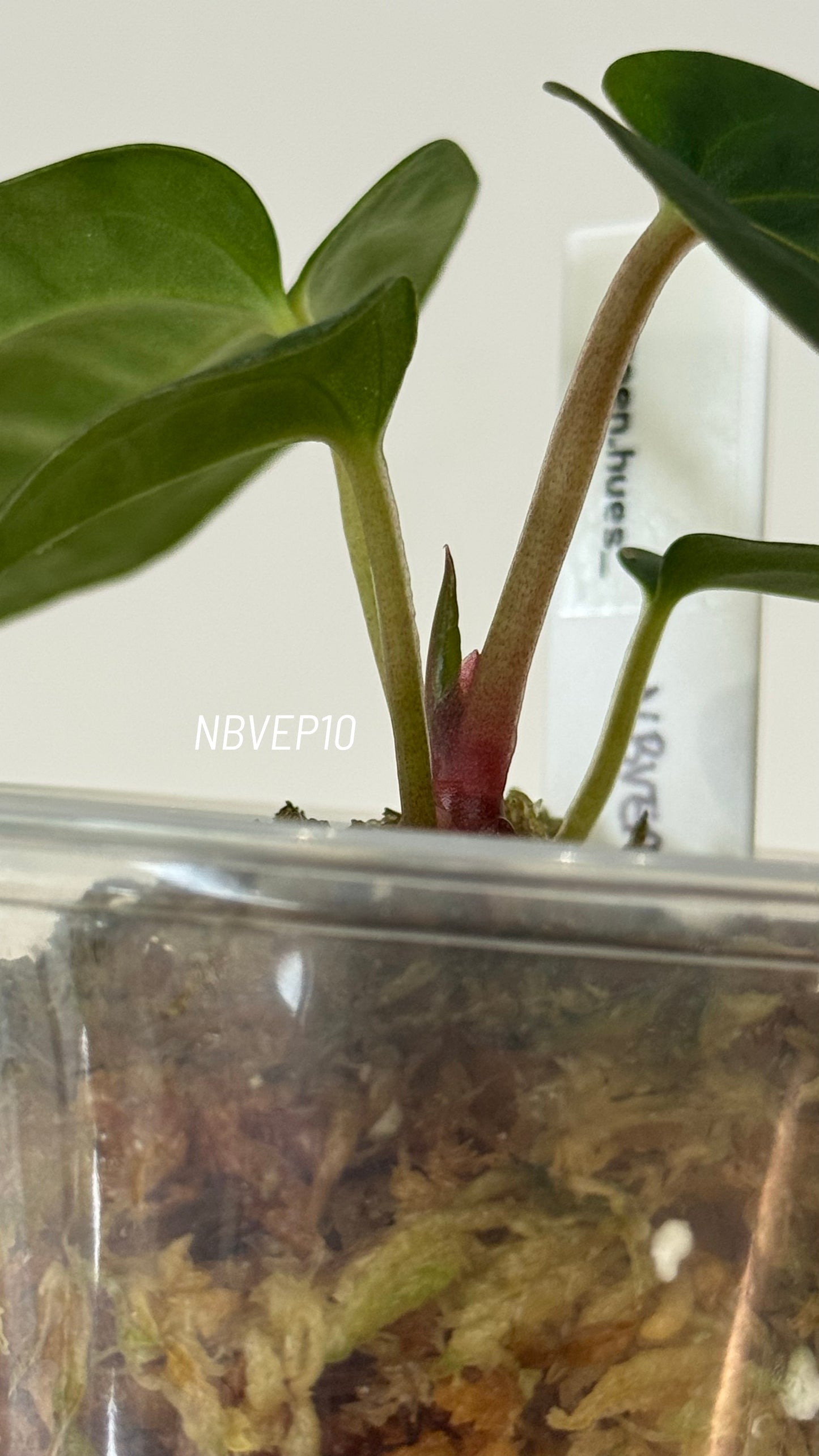 (Anthurium Carlablackiae X Anthurium Papillilaminum) F2 'Noire' X Scott Cohen Anthurium Antolakii Seedlings (3'' Pot Size)