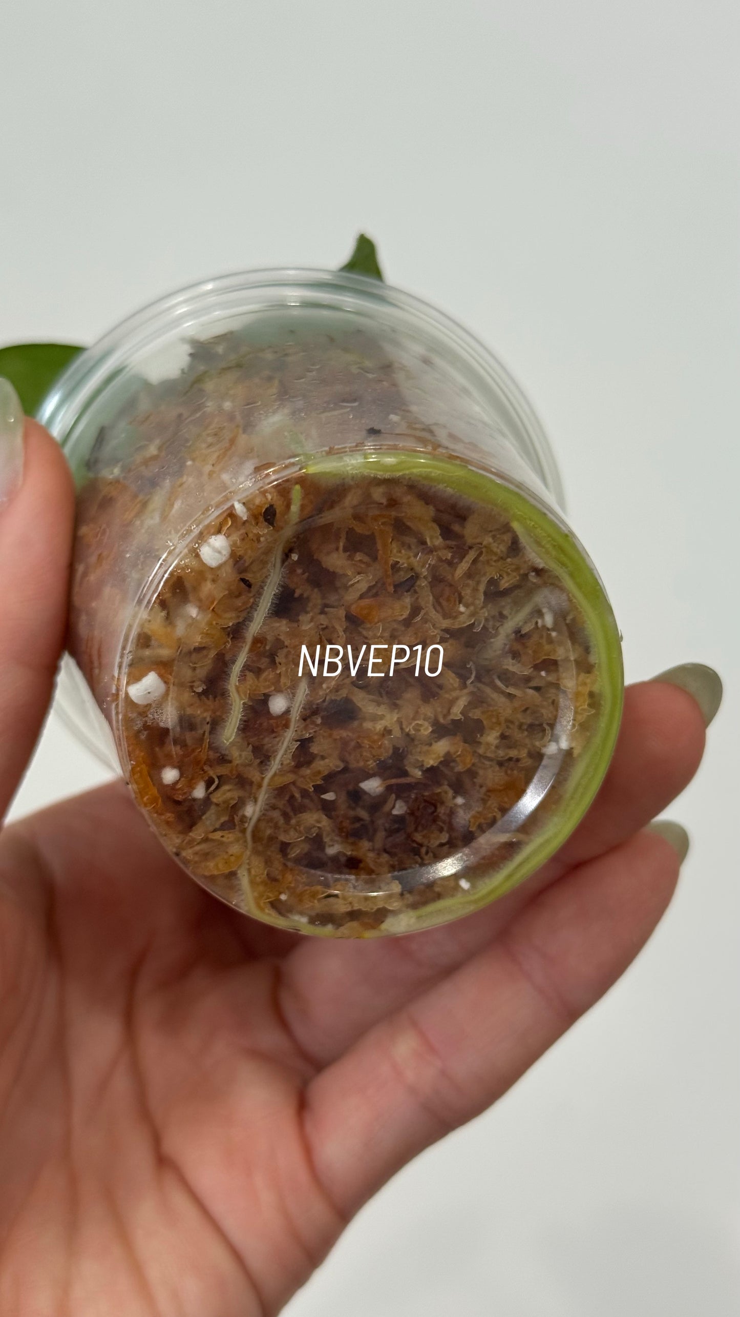 (Anthurium Carlablackiae X Anthurium Papillilaminum) F2 'Noire' X Scott Cohen Anthurium Antolakii Seedlings (3'' Pot Size)