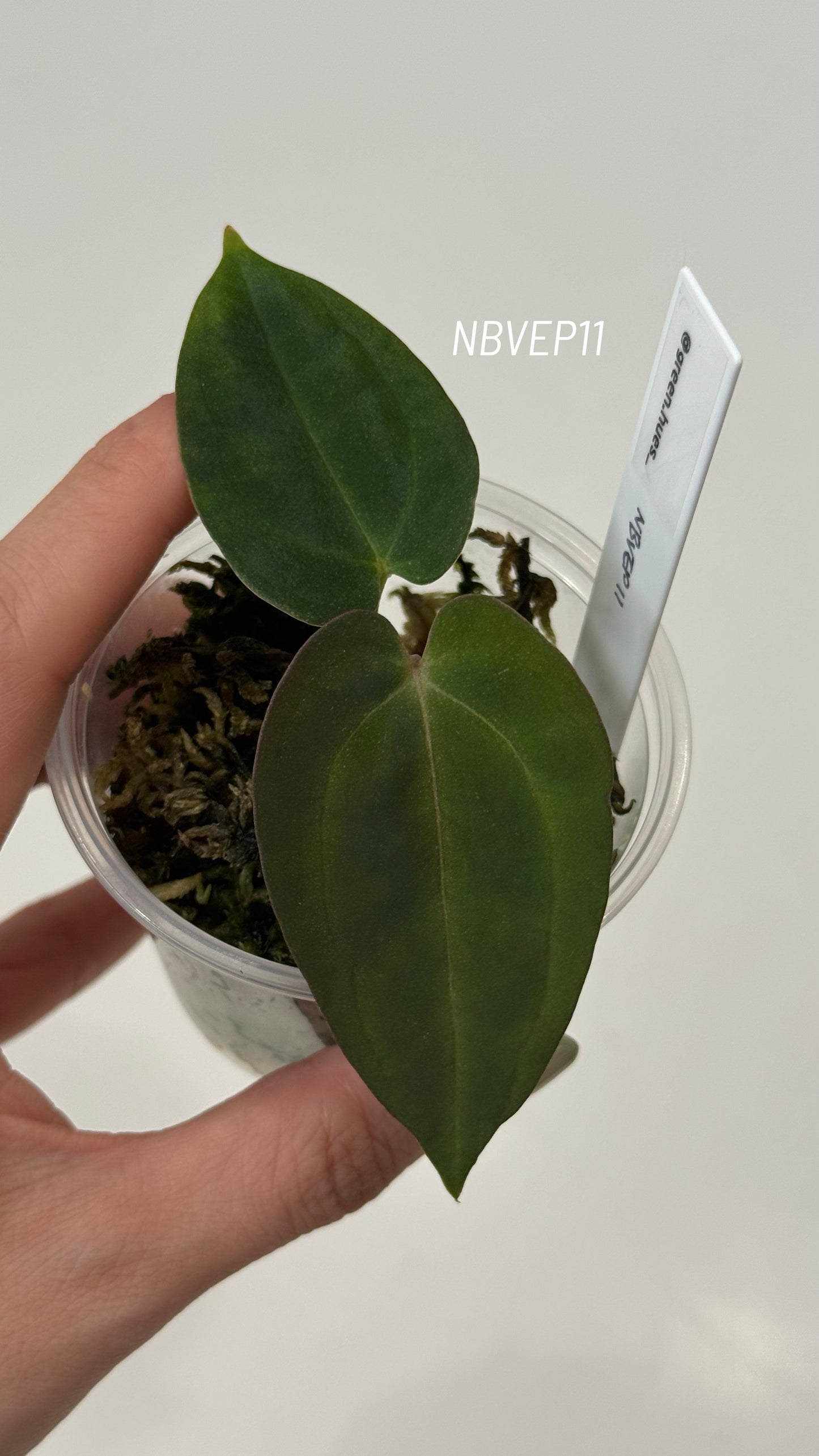 (Anthurium Carlablackiae X Anthurium Papillilaminum) F2 'Noire' X Scott Cohen Anthurium Antolakii Seedlings (3'' Pot Size)