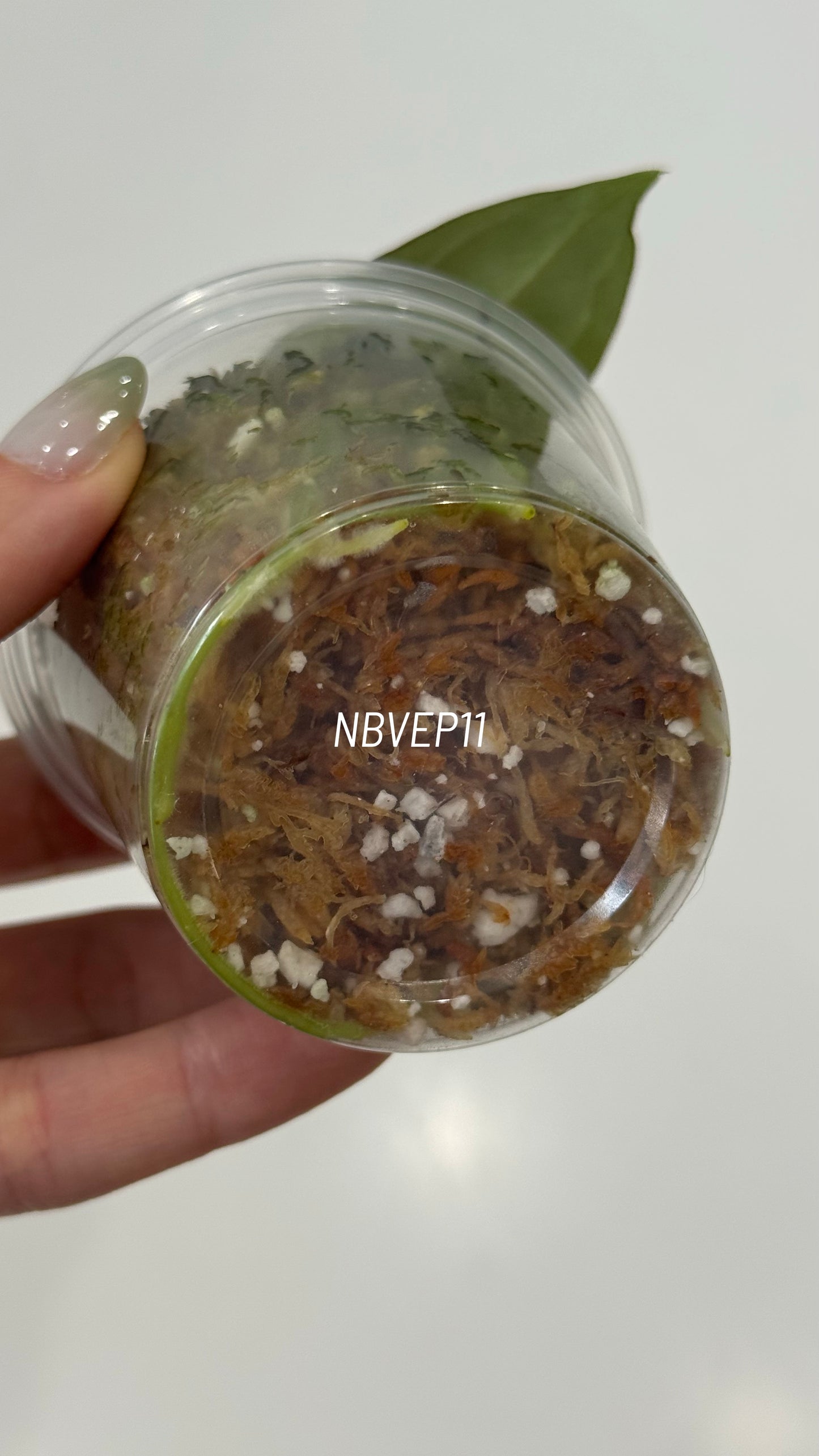 (Anthurium Carlablackiae X Anthurium Papillilaminum) F2 'Noire' X Scott Cohen Anthurium Antolakii Seedlings (3'' Pot Size)