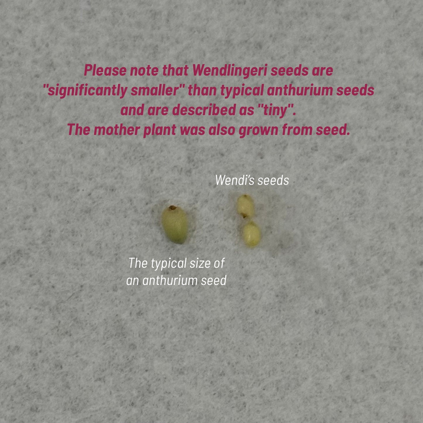 *UNGERMINATED SEEDS* Anthurium Wendlingeri X Self