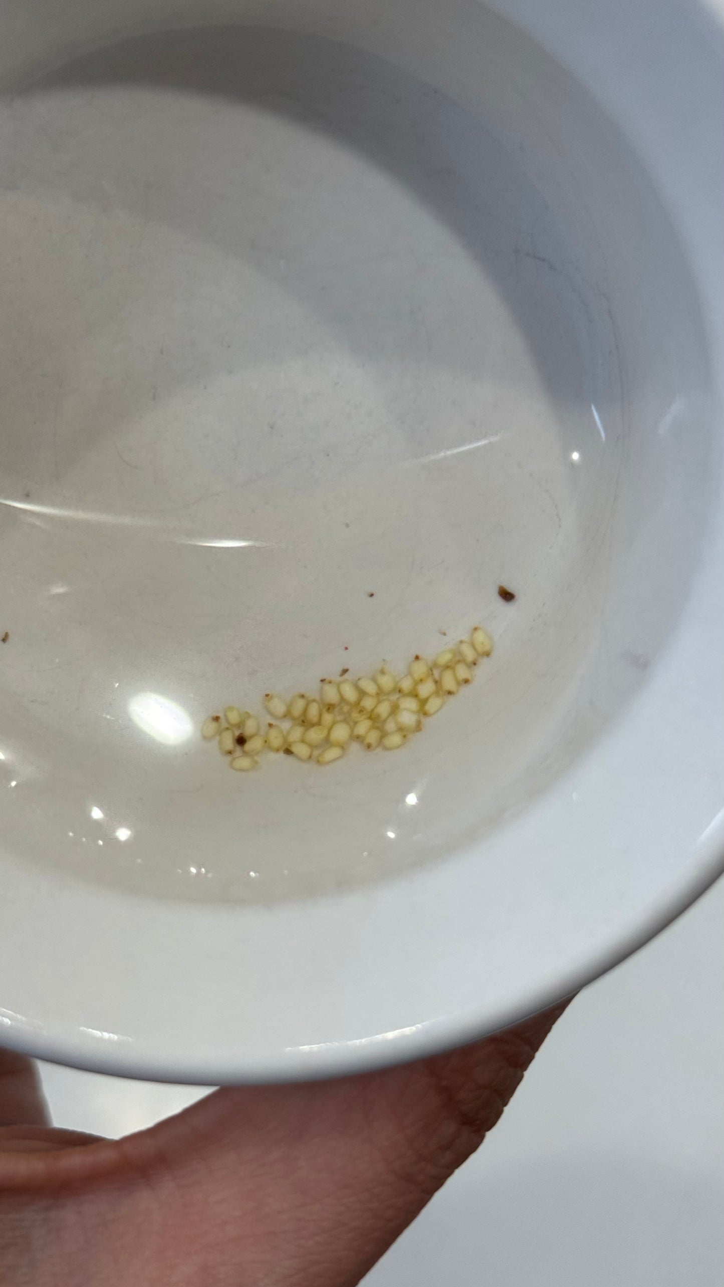 *UNGERMINATED SEEDS* Anthurium Wendlingeri X Self