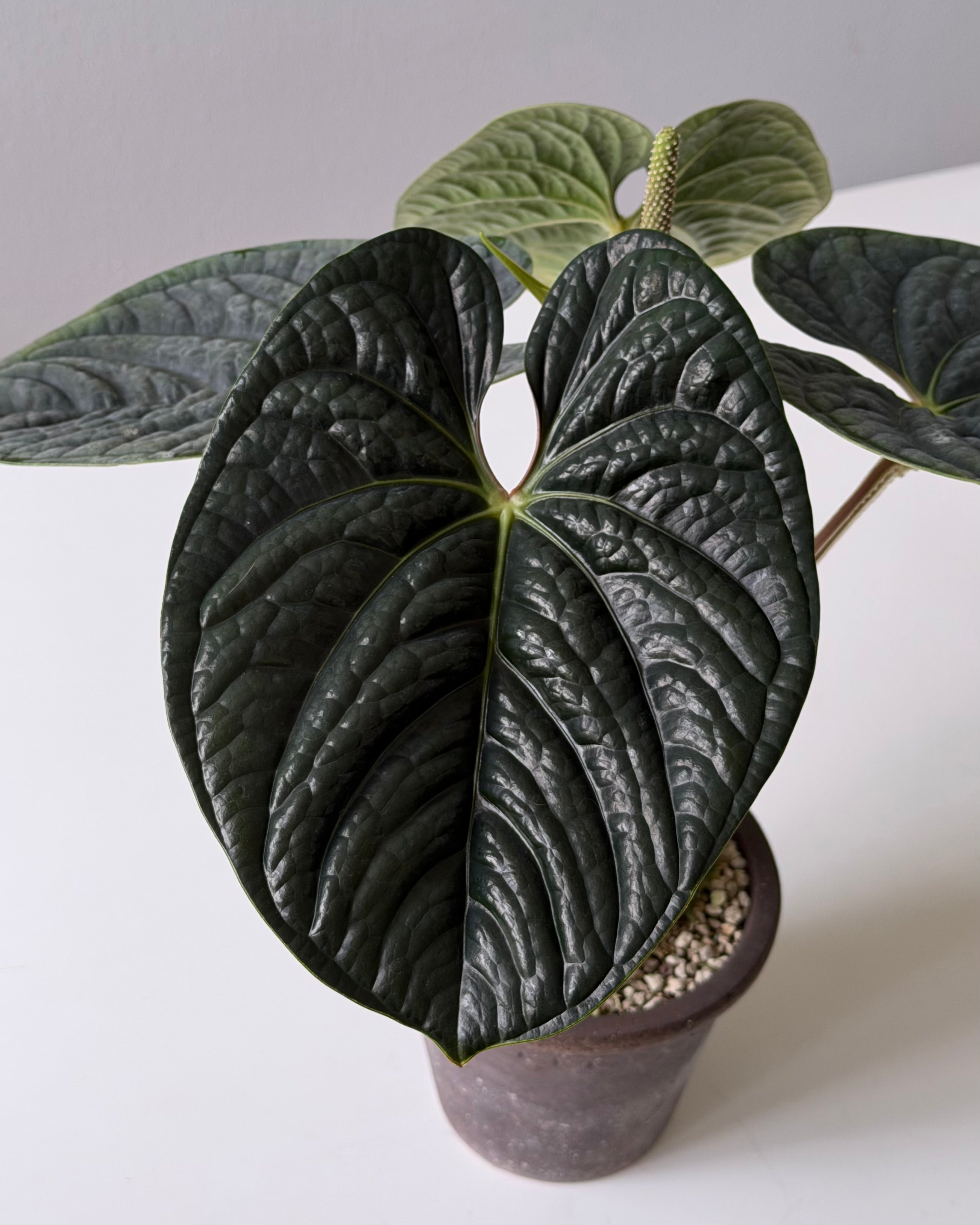 Tezula Anthurium Red Crystallinum X Anthurium Luxurians THREE-LEAF