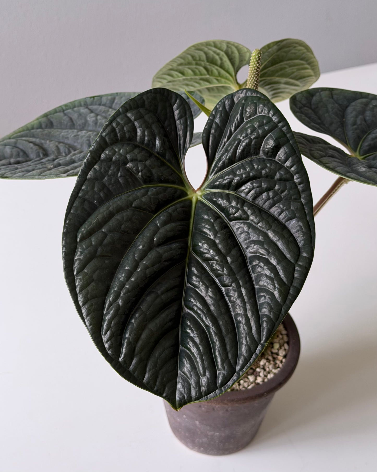 NSE Anthurium dressleri X Anthurium Luxurians ONE-LEAF Seedlings