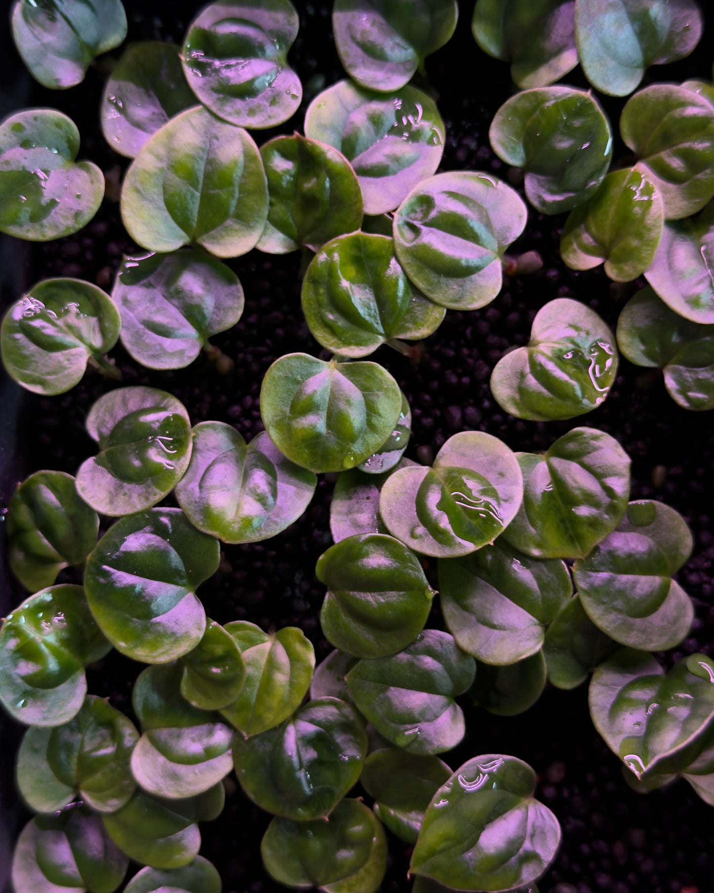 NSE Anthurium dressleri X Anthurium Luxurians ONE-LEAF Seedlings