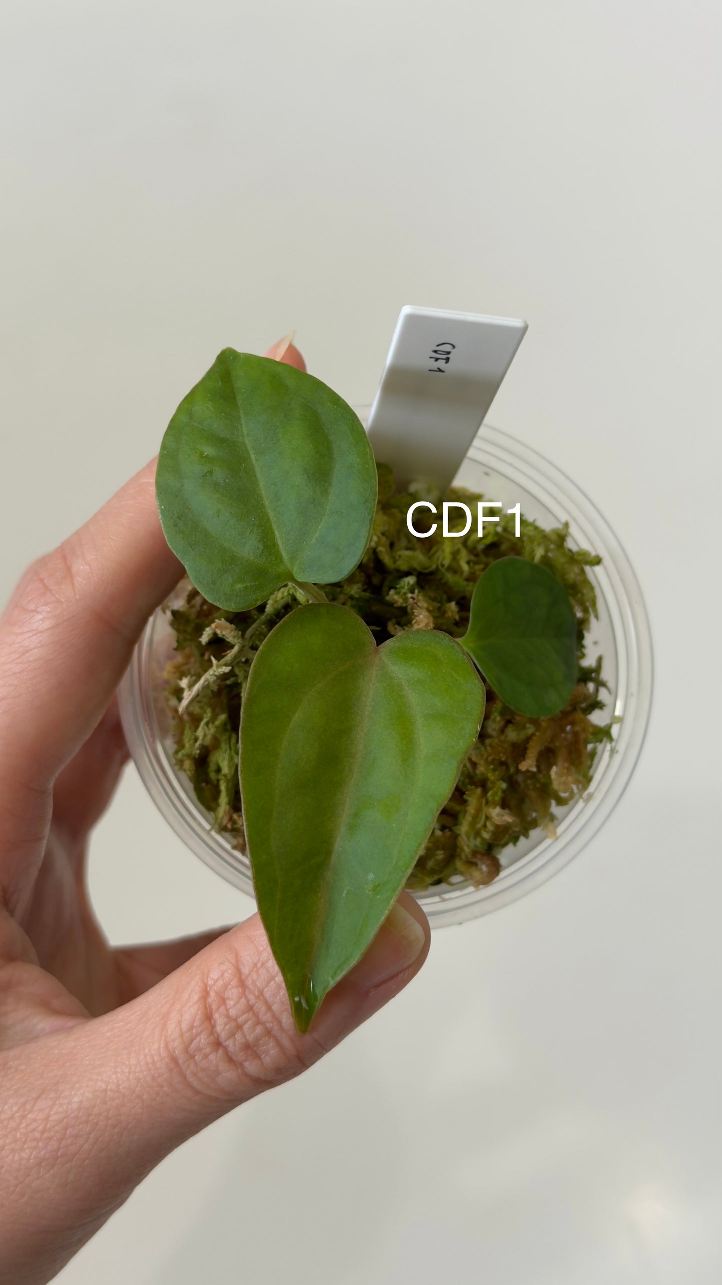 NSE Anthurium carlablackiae X Anthurium sp. nov DF THREE-LEAF Seedlings