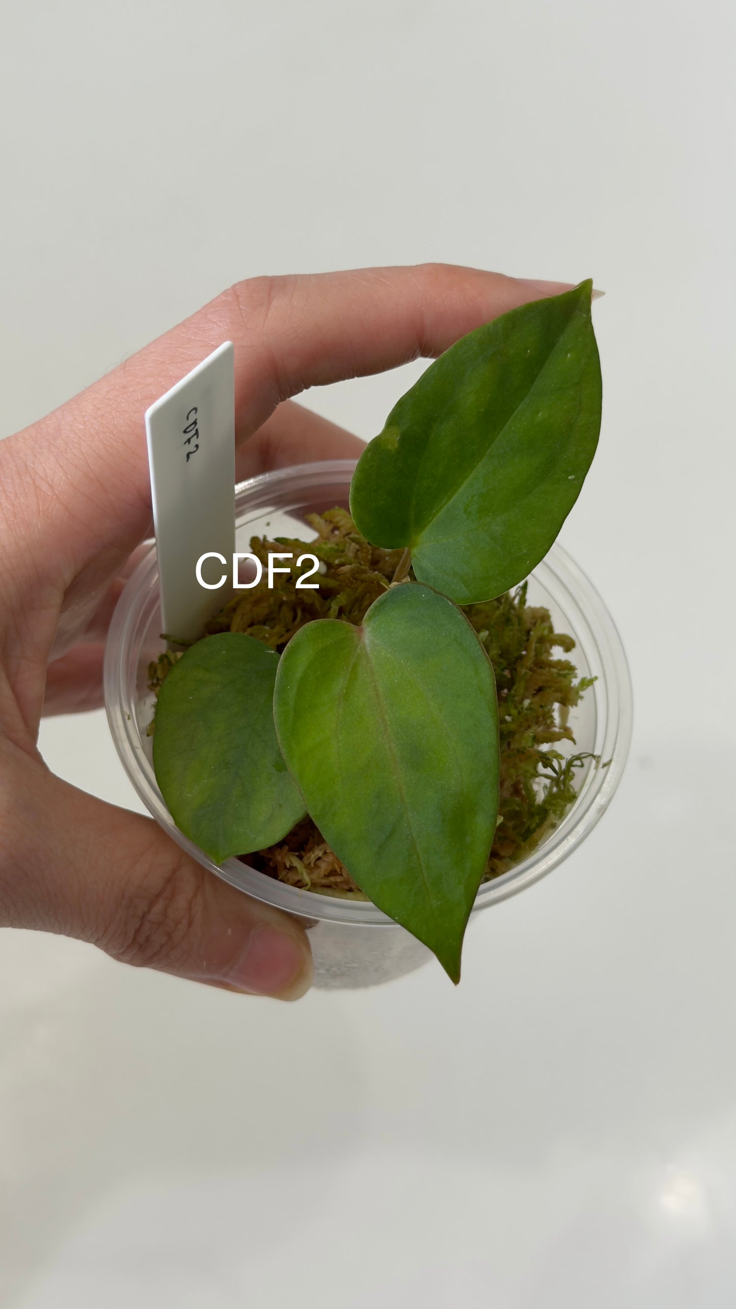 NSE Anthurium carlablackiae X Anthurium sp. nov DF THREE-LEAF Seedlings