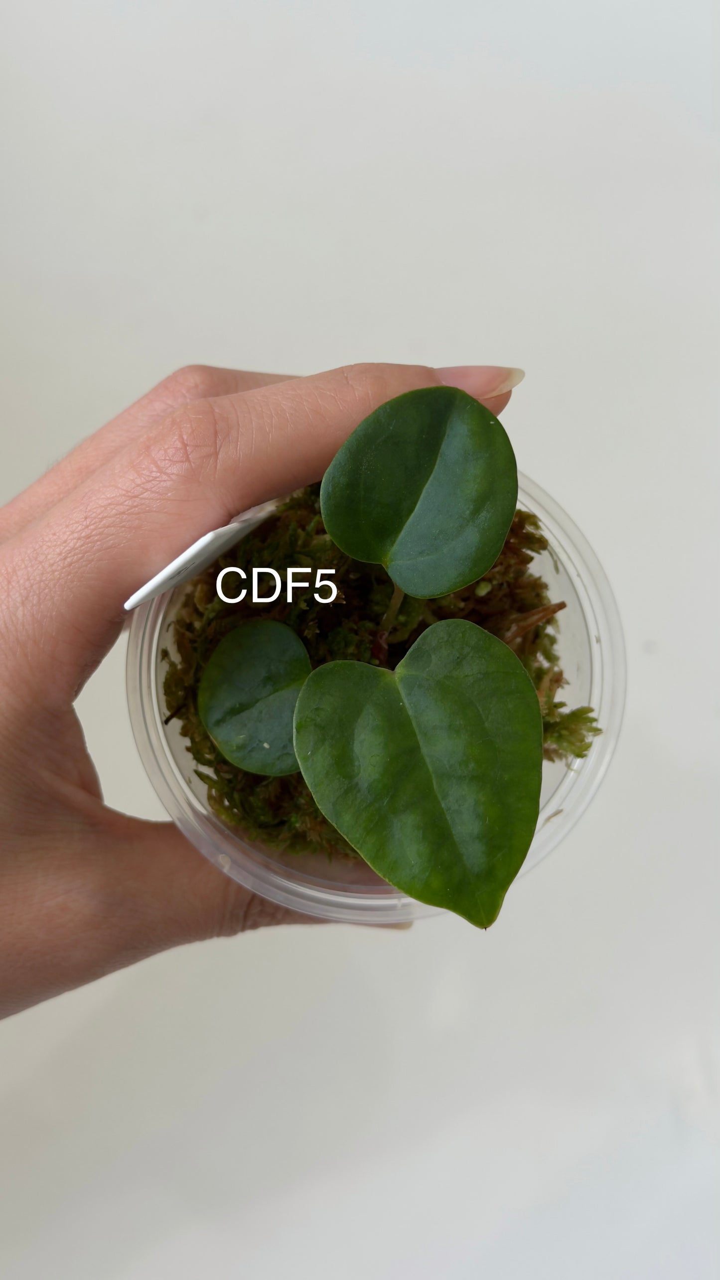 NSE Anthurium carlablackiae X Anthurium sp. nov DF THREE-LEAF Seedlings