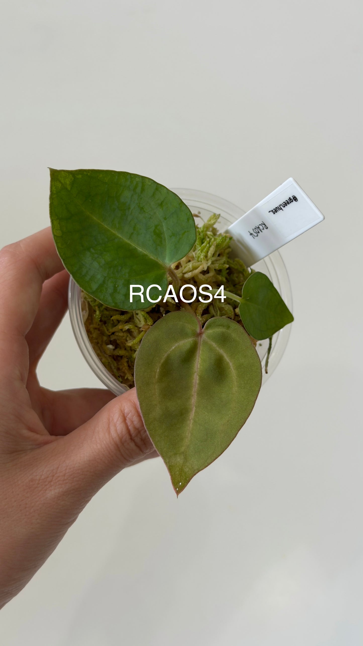 Tezula Anthurium Red Crystallinum X Tezula Anthurium Ace of Spades THREE-LEAF Seedlings