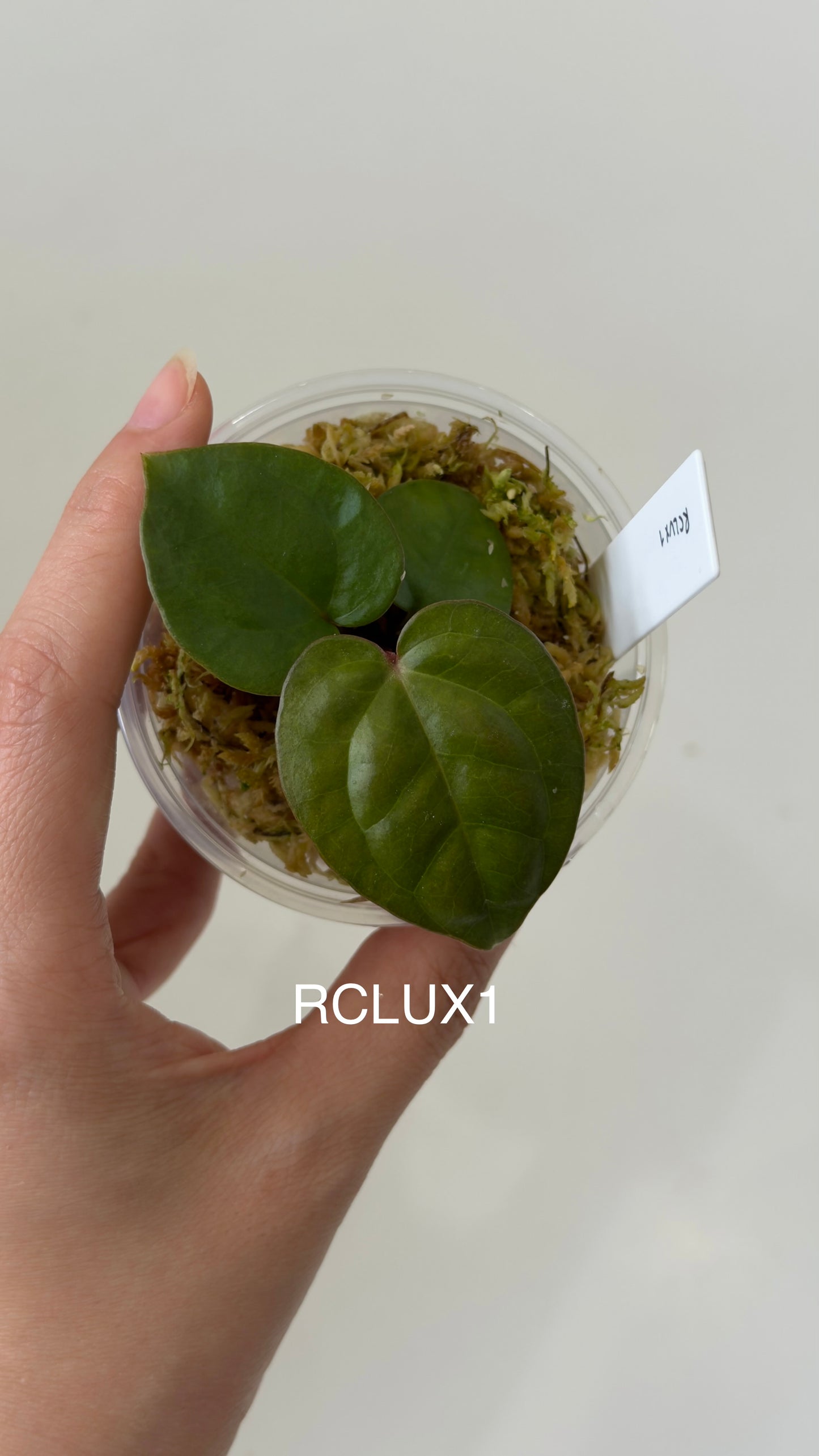 Tezula Anthurium Red Crystallinum X Anthurium Luxurians THREE-LEAF Seedlings
