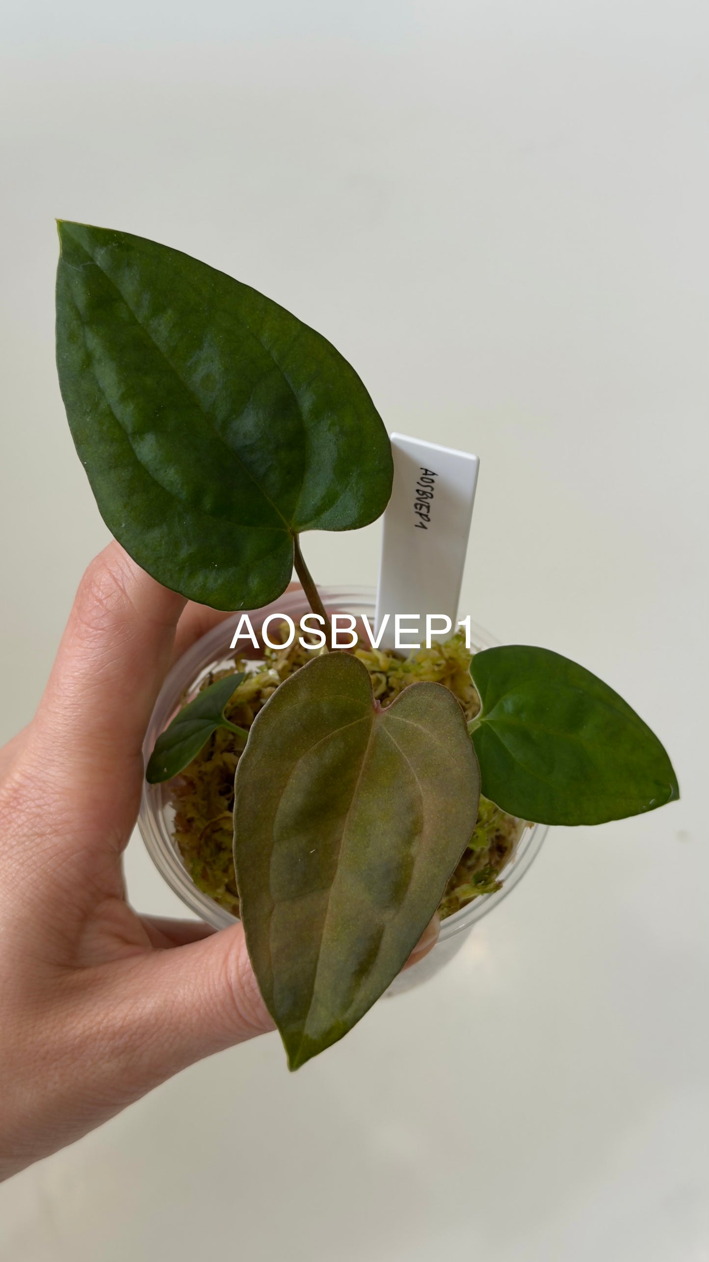 Tezula Anthurium Ace of Spades X Scott Cohen Anthurium Antolakii (BVEP) Seedlings (3'' Pot Size)