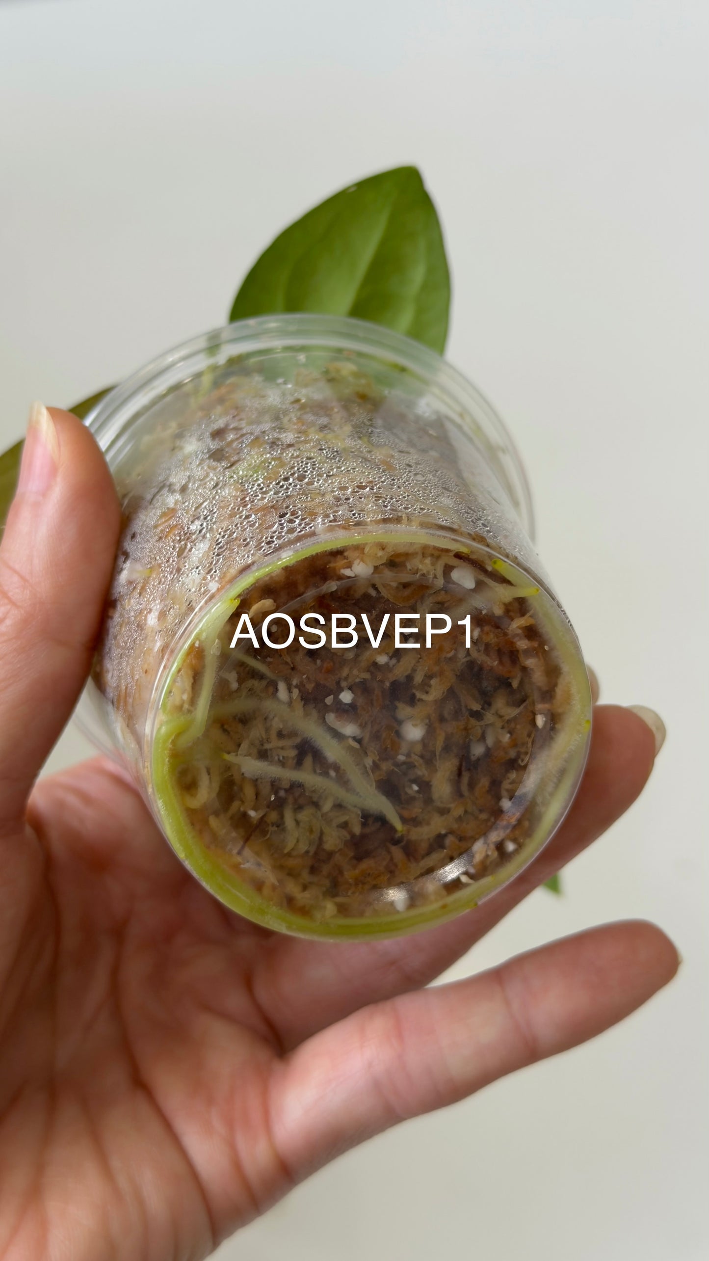 Tezula Anthurium Ace of Spades X Scott Cohen Anthurium Antolakii (BVEP) Seedlings (3'' Pot Size)
