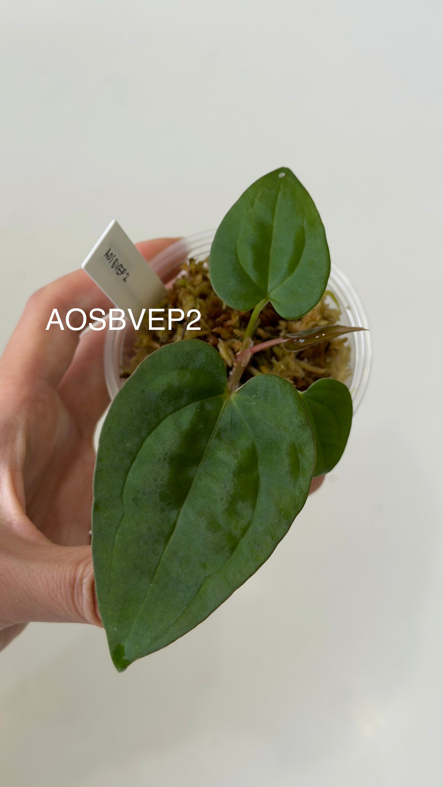 Tezula Anthurium Ace of Spades X Scott Cohen Anthurium Antolakii (BVEP) Seedlings (3'' Pot Size)