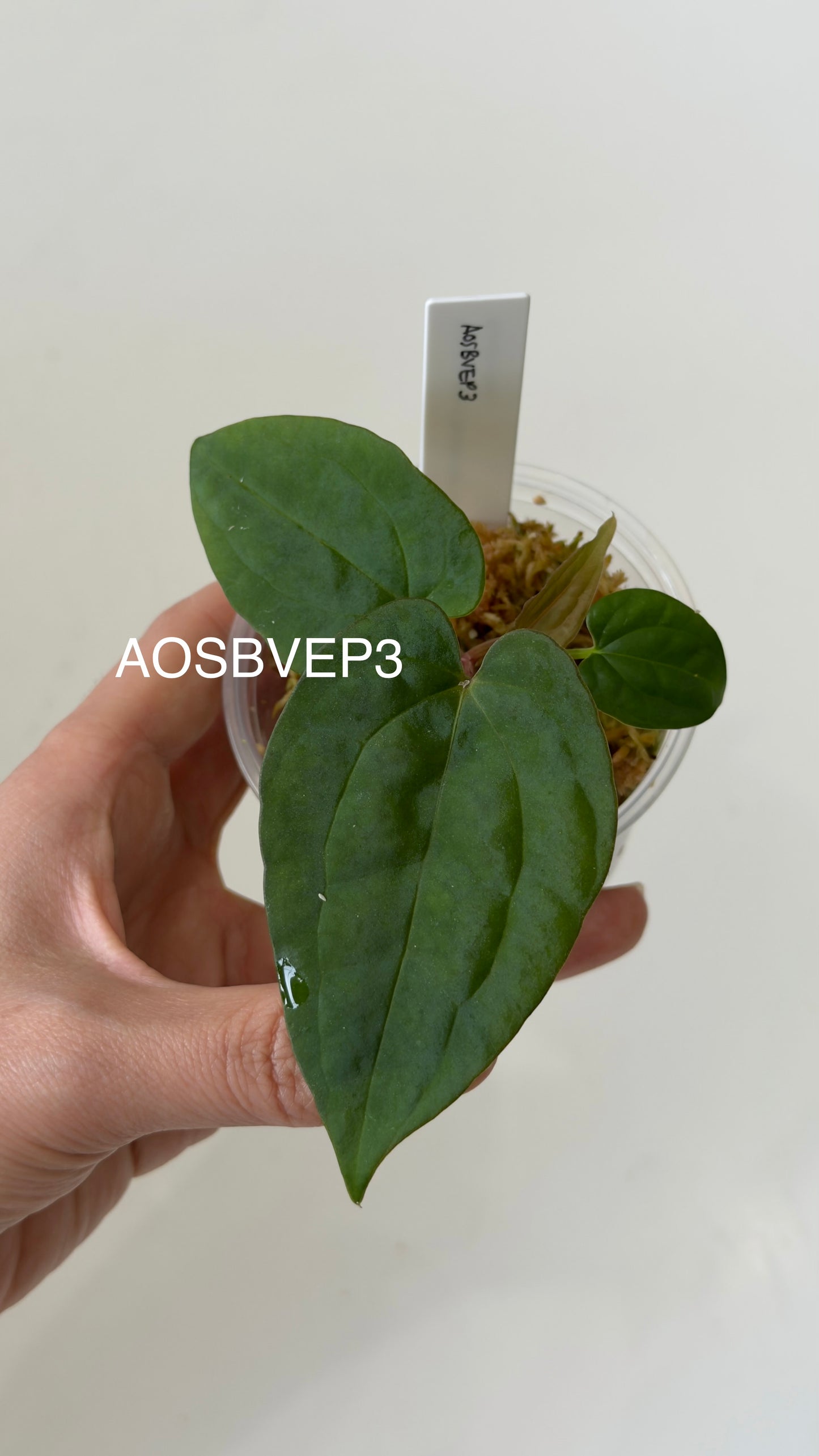 Tezula Anthurium Ace of Spades X Scott Cohen Anthurium Antolakii (BVEP) Seedlings (3'' Pot Size)