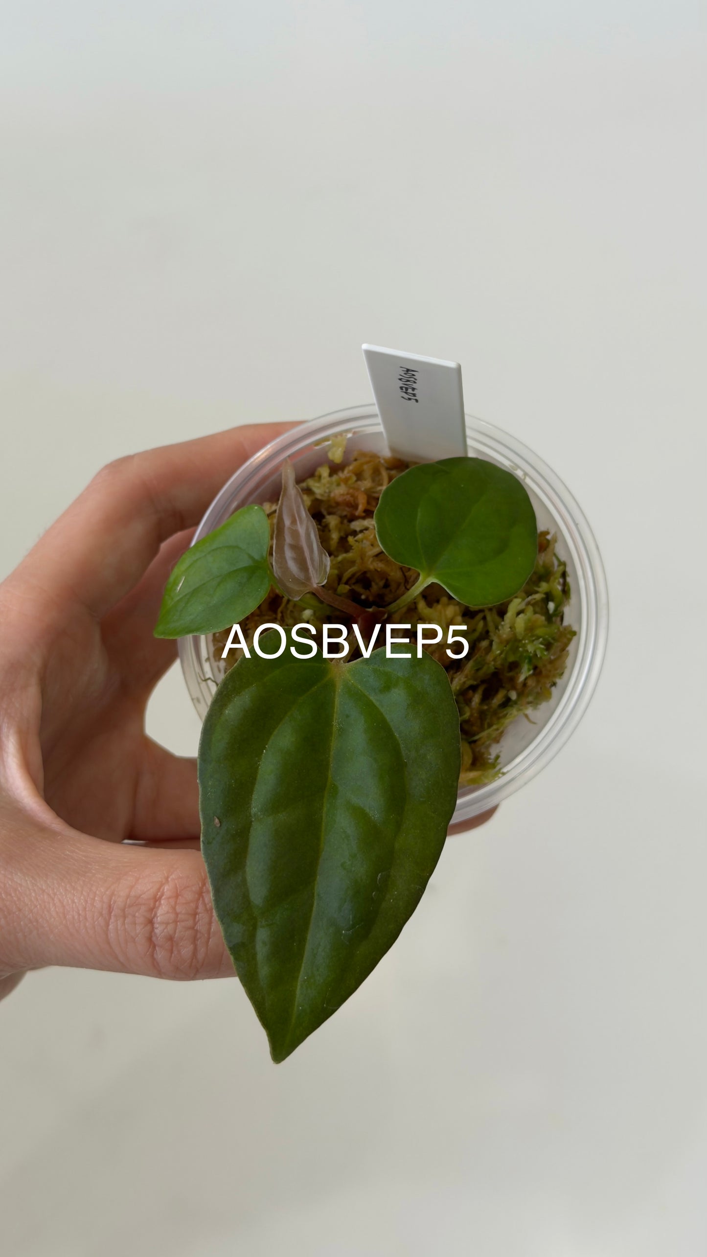Tezula Anthurium Ace of Spades X Scott Cohen Anthurium Antolakii (BVEP) Seedlings (3'' Pot Size)