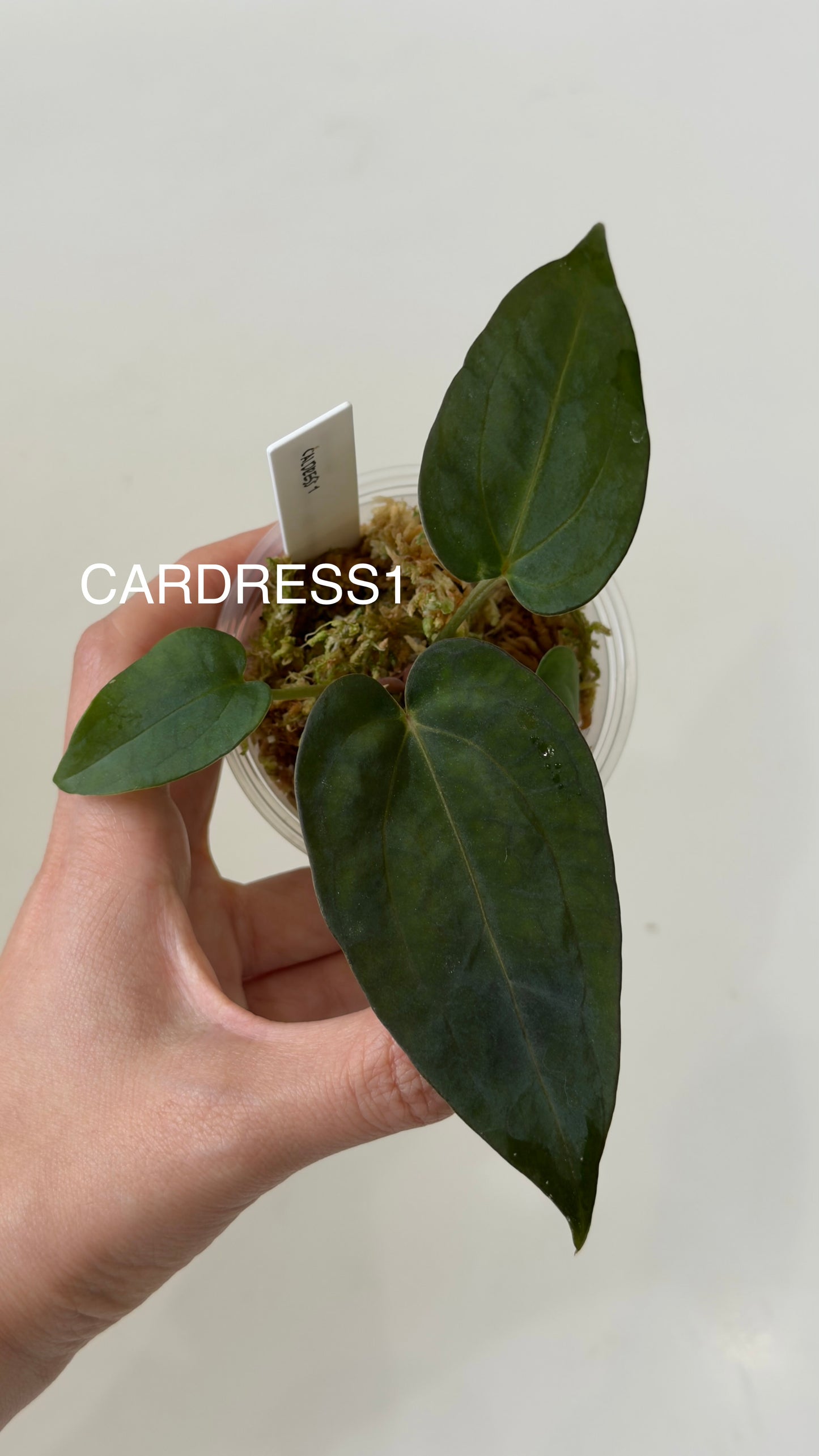 NSE Anthurium carlablackiae X NSE Anthurium dressleri Seedlings (3'' Pot)