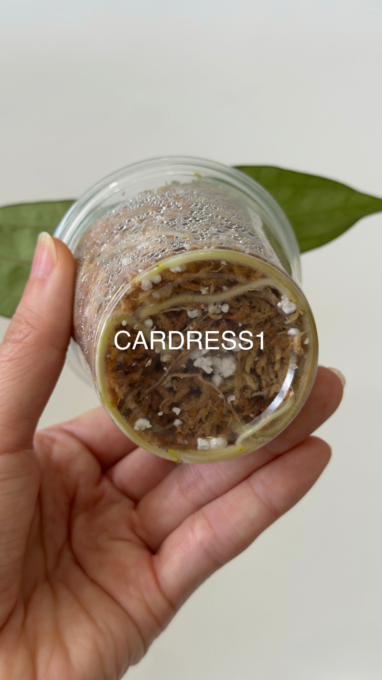 NSE Anthurium carlablackiae X NSE Anthurium dressleri Seedlings (3'' Pot)