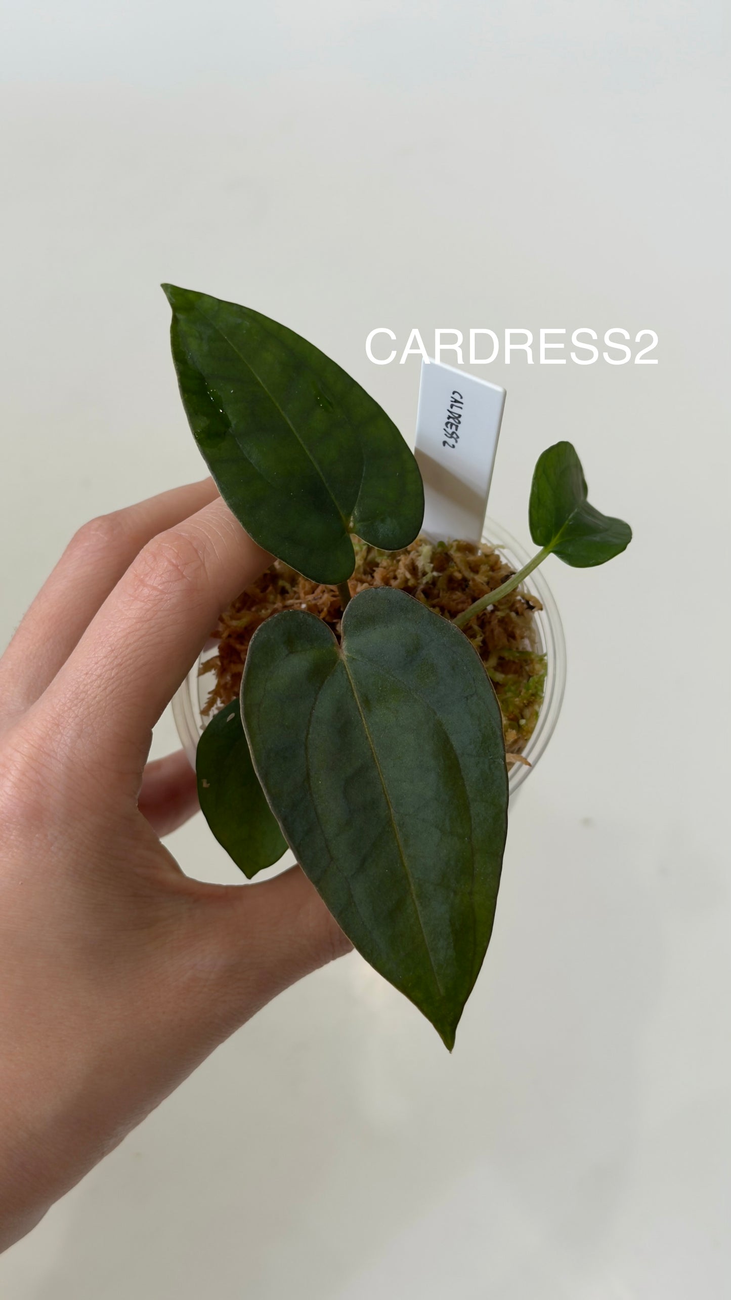 NSE Anthurium carlablackiae X NSE Anthurium dressleri Seedlings (3'' Pot)