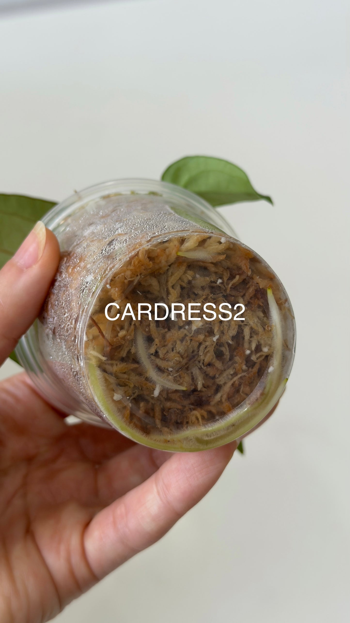 NSE Anthurium carlablackiae X NSE Anthurium dressleri Seedlings (3'' Pot)