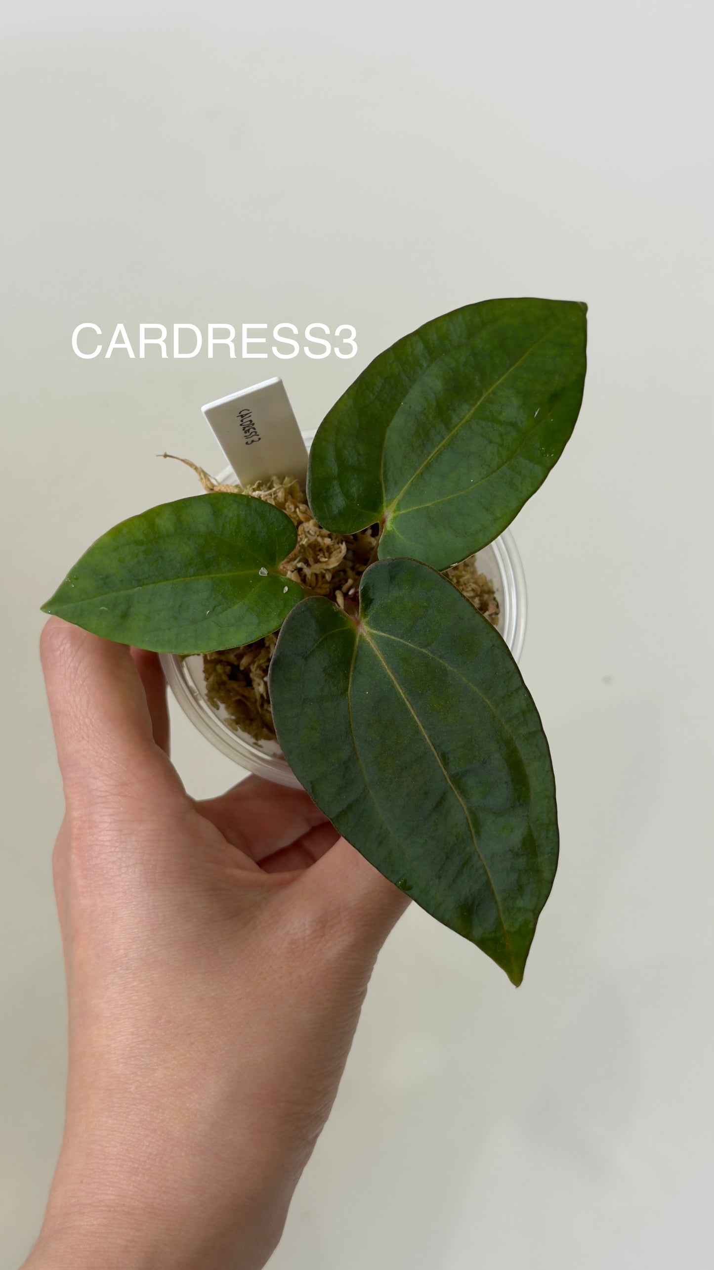 NSE Anthurium carlablackiae X NSE Anthurium dressleri Seedlings (3'' Pot)