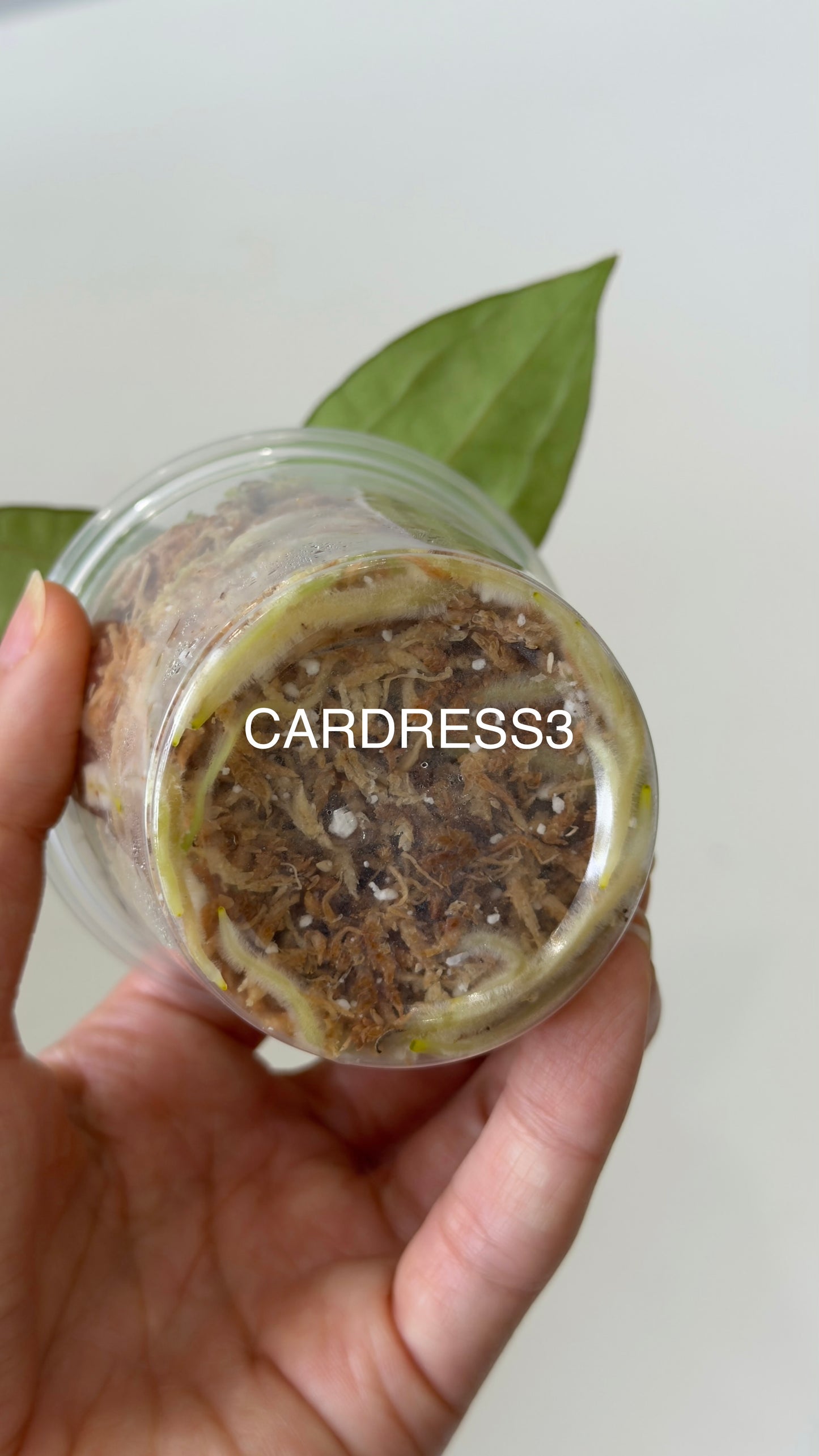 NSE Anthurium carlablackiae X NSE Anthurium dressleri Seedlings (3'' Pot)