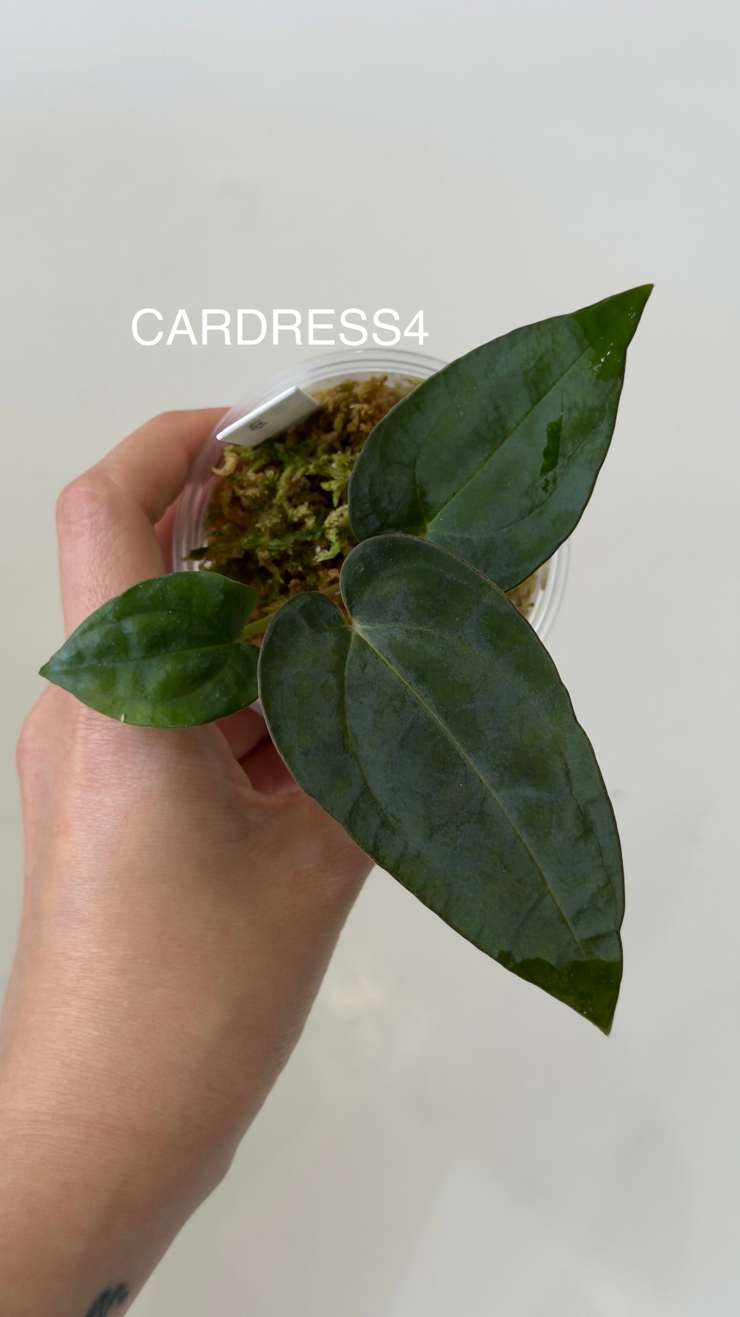 NSE Anthurium carlablackiae X NSE Anthurium dressleri Seedlings (3'' Pot)