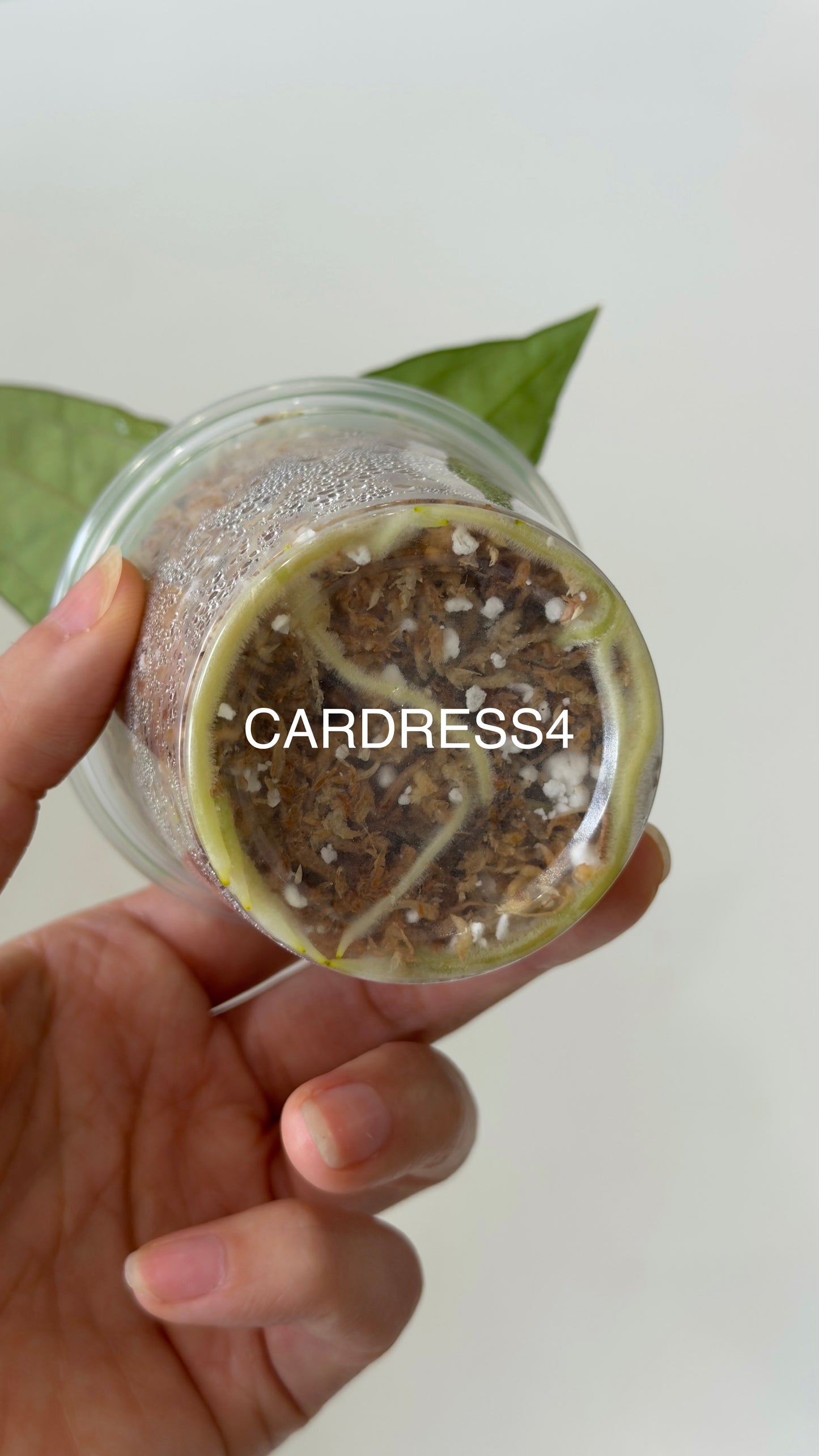 NSE Anthurium carlablackiae X NSE Anthurium dressleri Seedlings (3'' Pot)