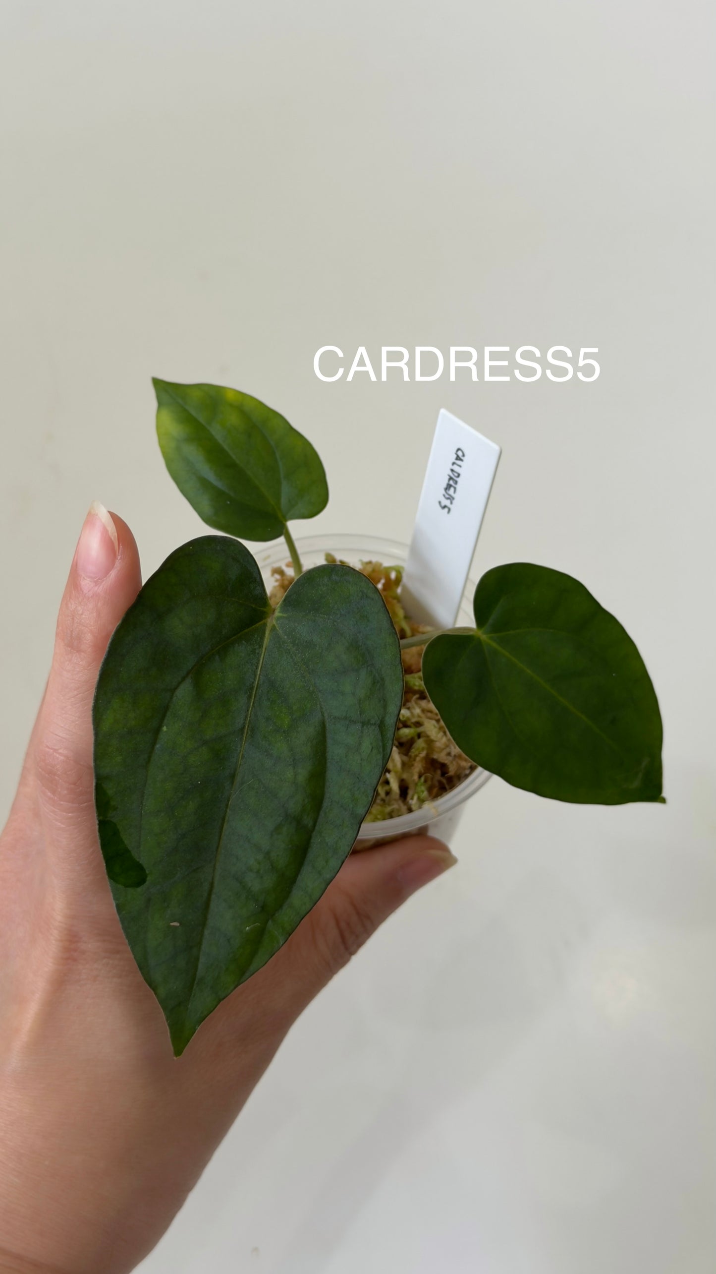 NSE Anthurium carlablackiae X NSE Anthurium dressleri Seedlings (3'' Pot)