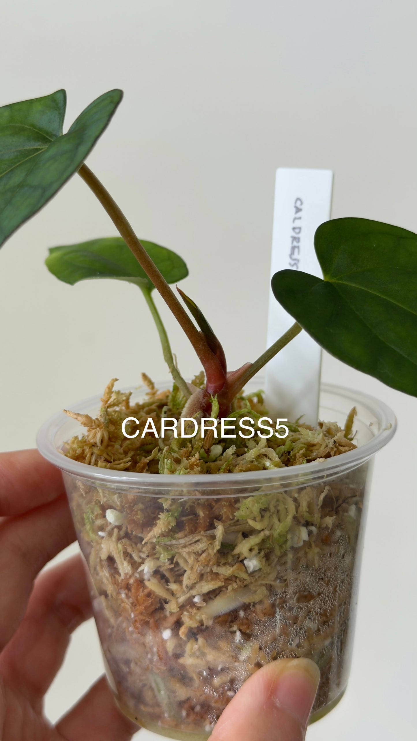 NSE Anthurium carlablackiae X NSE Anthurium dressleri Seedlings (3'' Pot)
