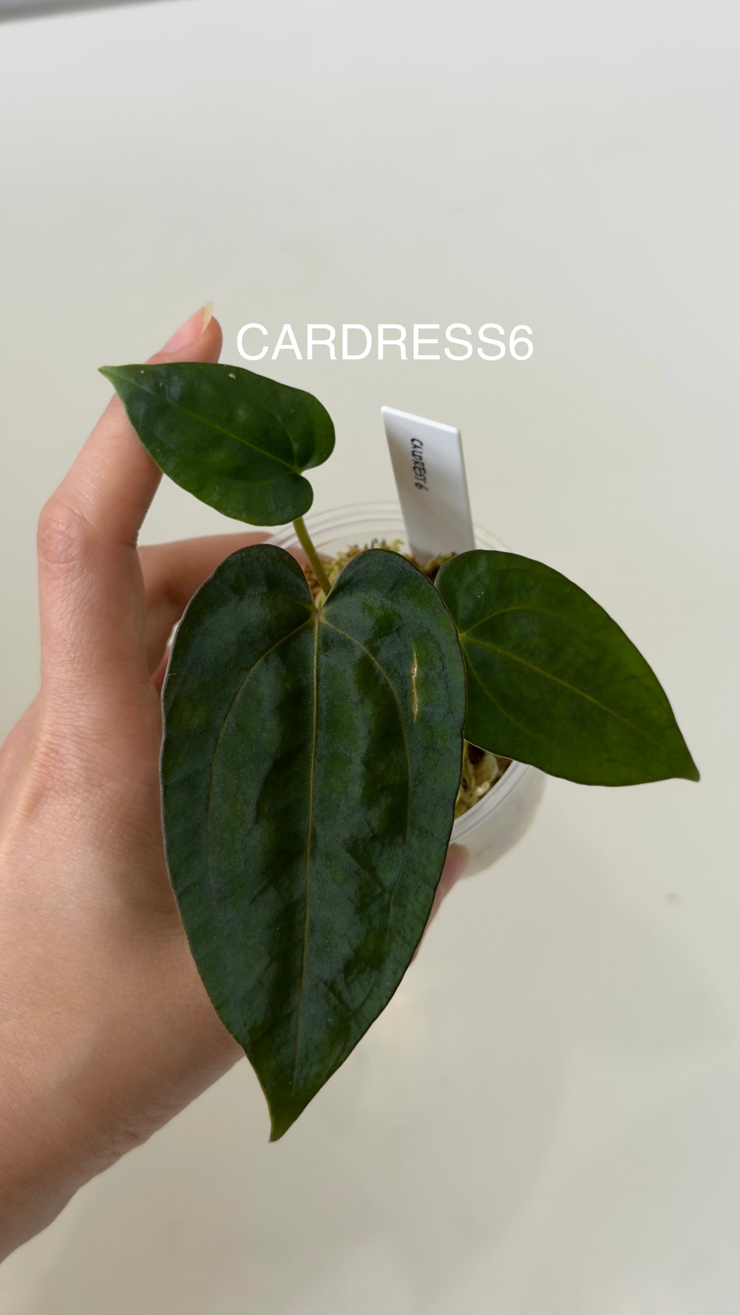 NSE Anthurium carlablackiae X NSE Anthurium dressleri Seedlings (3'' Pot)