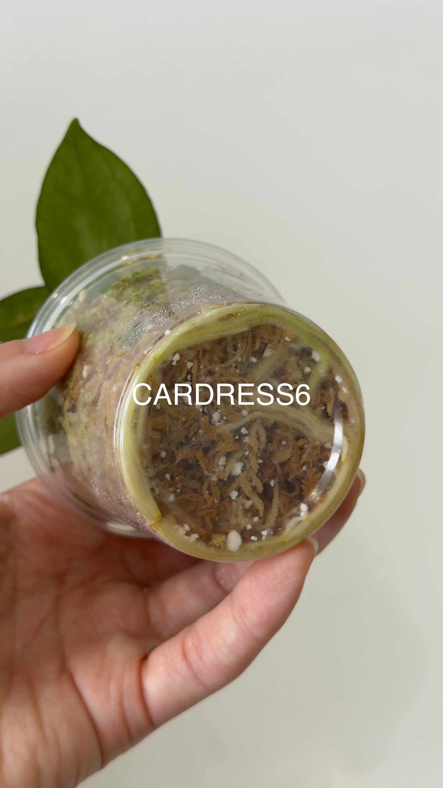 NSE Anthurium carlablackiae X NSE Anthurium dressleri Seedlings (3'' Pot)