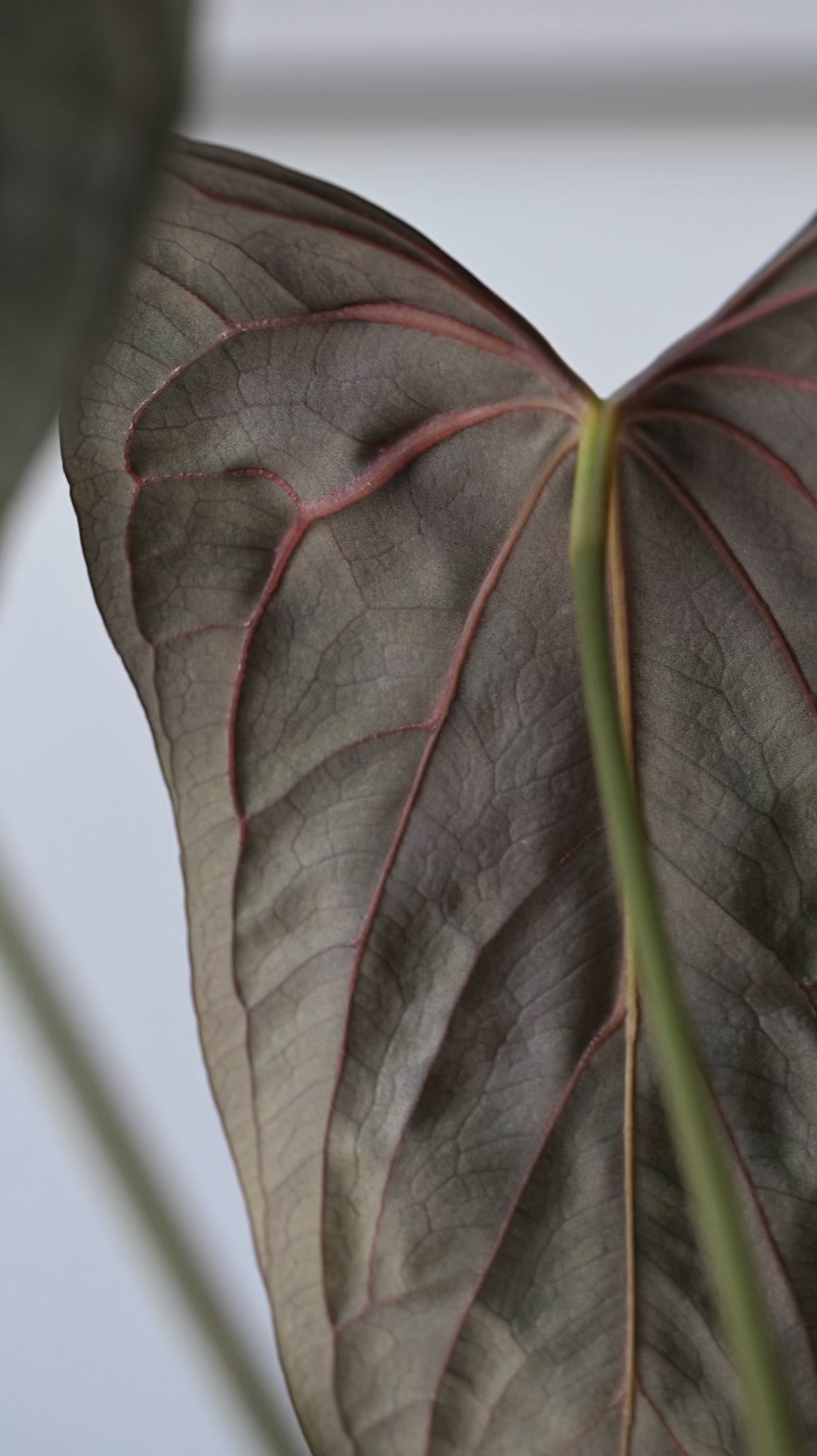 NSE Anthurium Carlablackiae X (Jay Vannini Anthurium Papillilaminum Fort Sherman X Ralph Lynam)