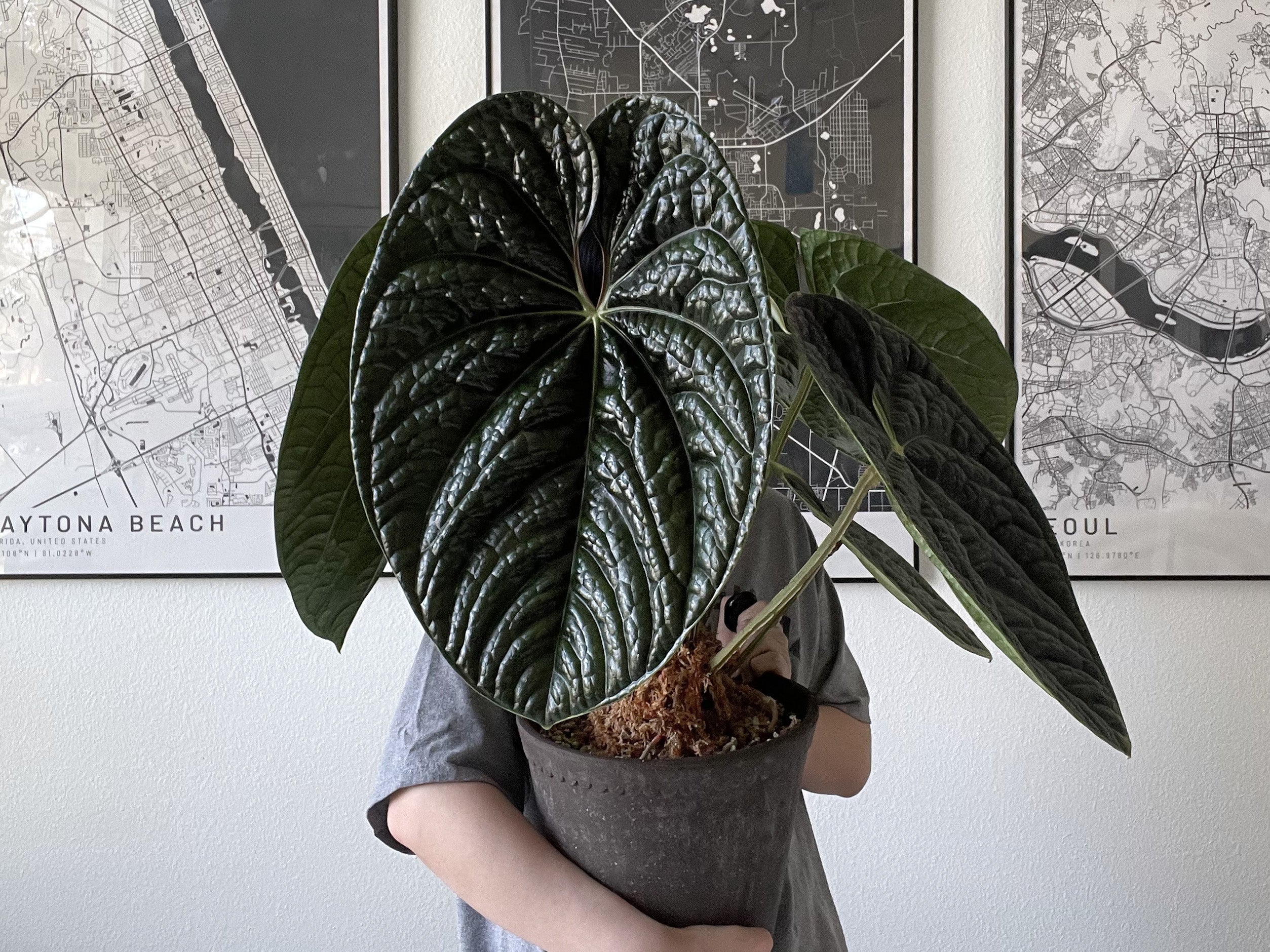 GIVEAWAY] Anthurium Crystallinum X Luxurians Seedlings – greenhues