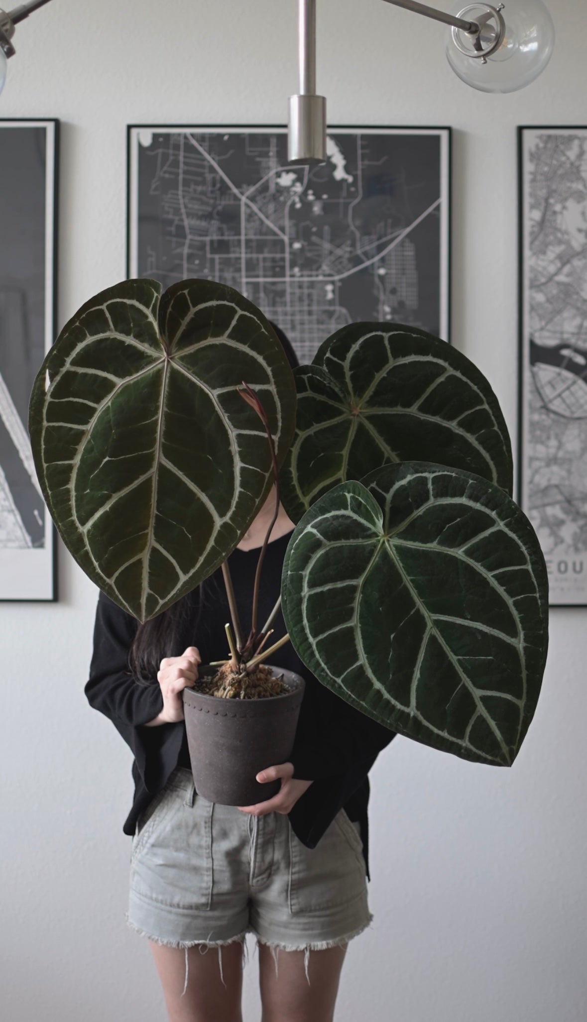 Anthurium Dorayaki × Red crystallinum Anthurium red crystallinum NSE X dorayaki – Aroid Market