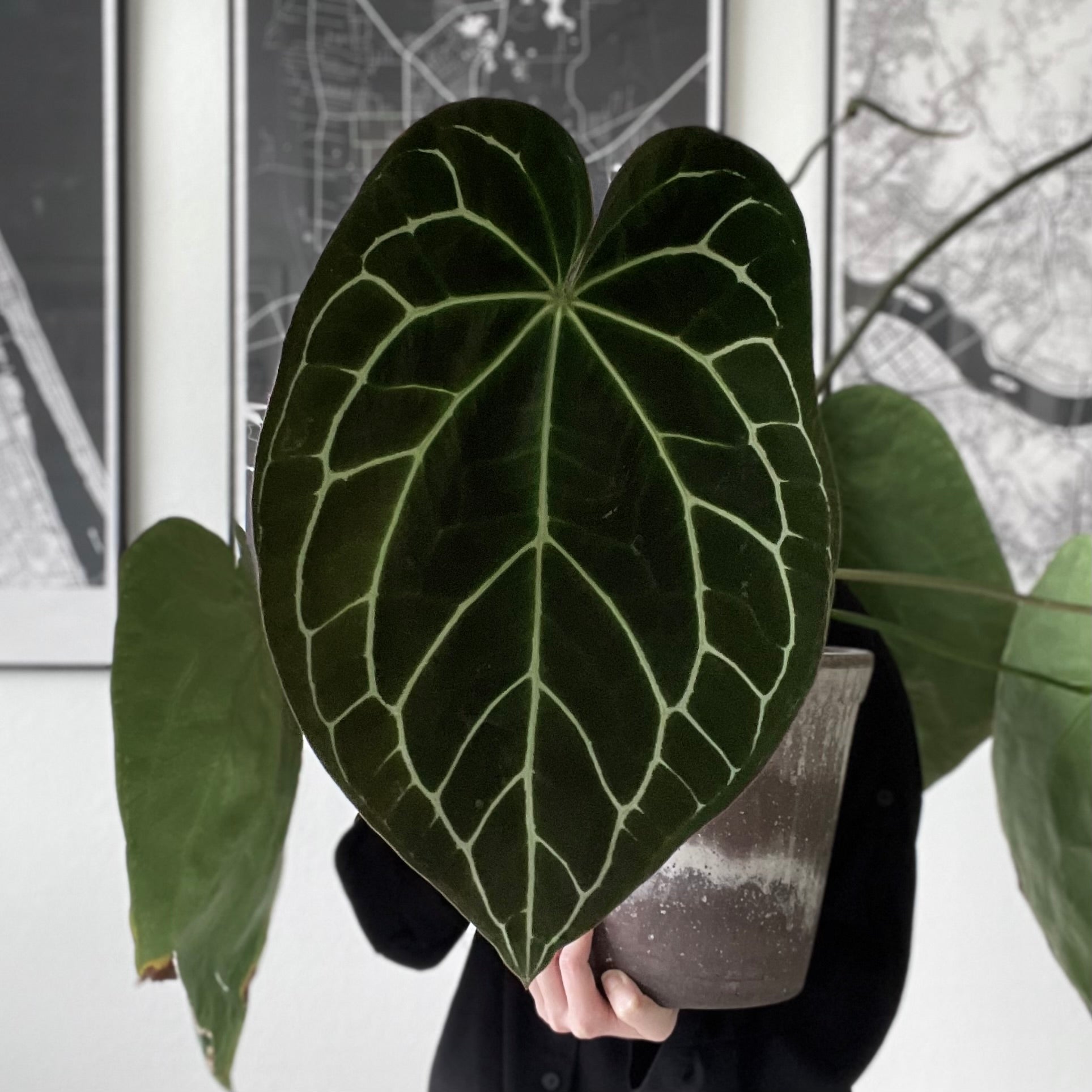 GIVEAWAY] Anthurium Crystallinum X Luxurians Seedlings – greenhues