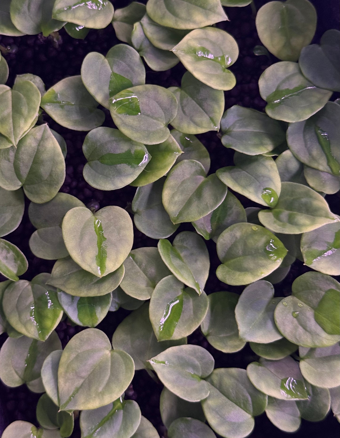 Jay Vannini Anthurium Papillilaminum 'Fort Sherman' Self2 X Scott Cohen Anthurium Antolakii (BVEP) ONE-LEAF Seedlings