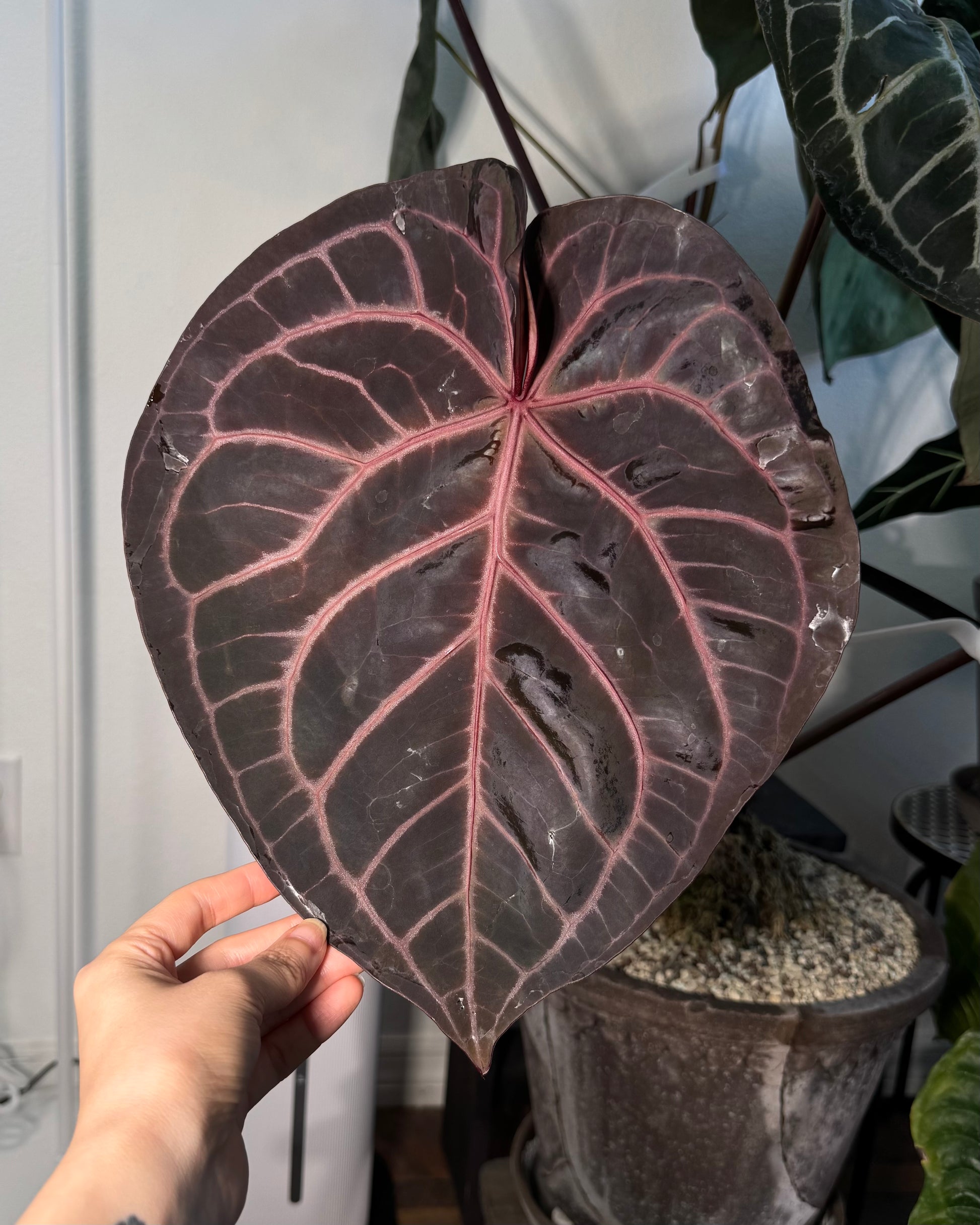anthurium barklee NSE Anthurium Carlablackiae X Tezula Anthurium Red Crystallinum Seedli – greenhues