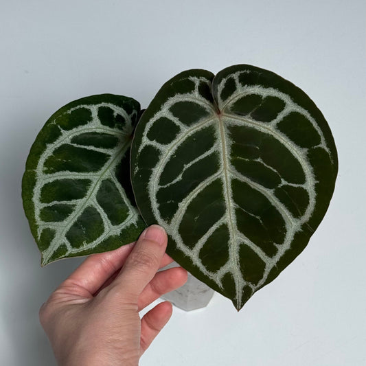 *FINAL RESTOCK* Anthurium Michelle X Anthurium Silver Blush (4'' Pot Size)