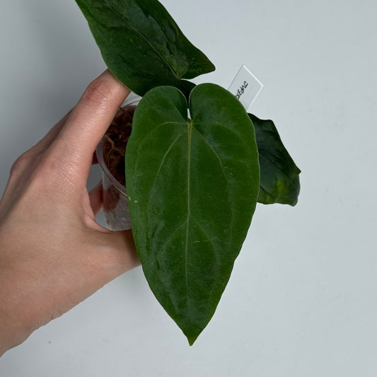Jay Vannini Anthurium PanaMama 3.0 X Jay Vannini Anthurium PanaMama 2.0