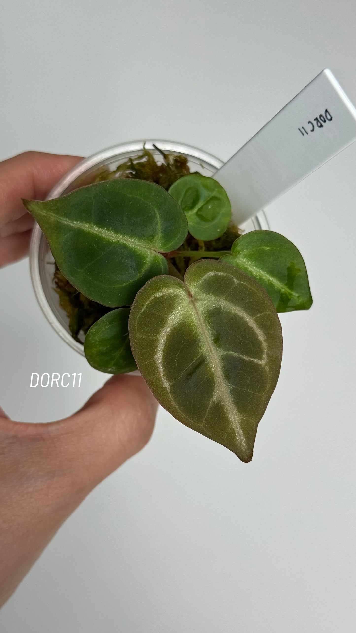 Anthurium Dorayaki X Tezula Anthurium Red Crystallinum Seedlings (2.5'' Pot Size)