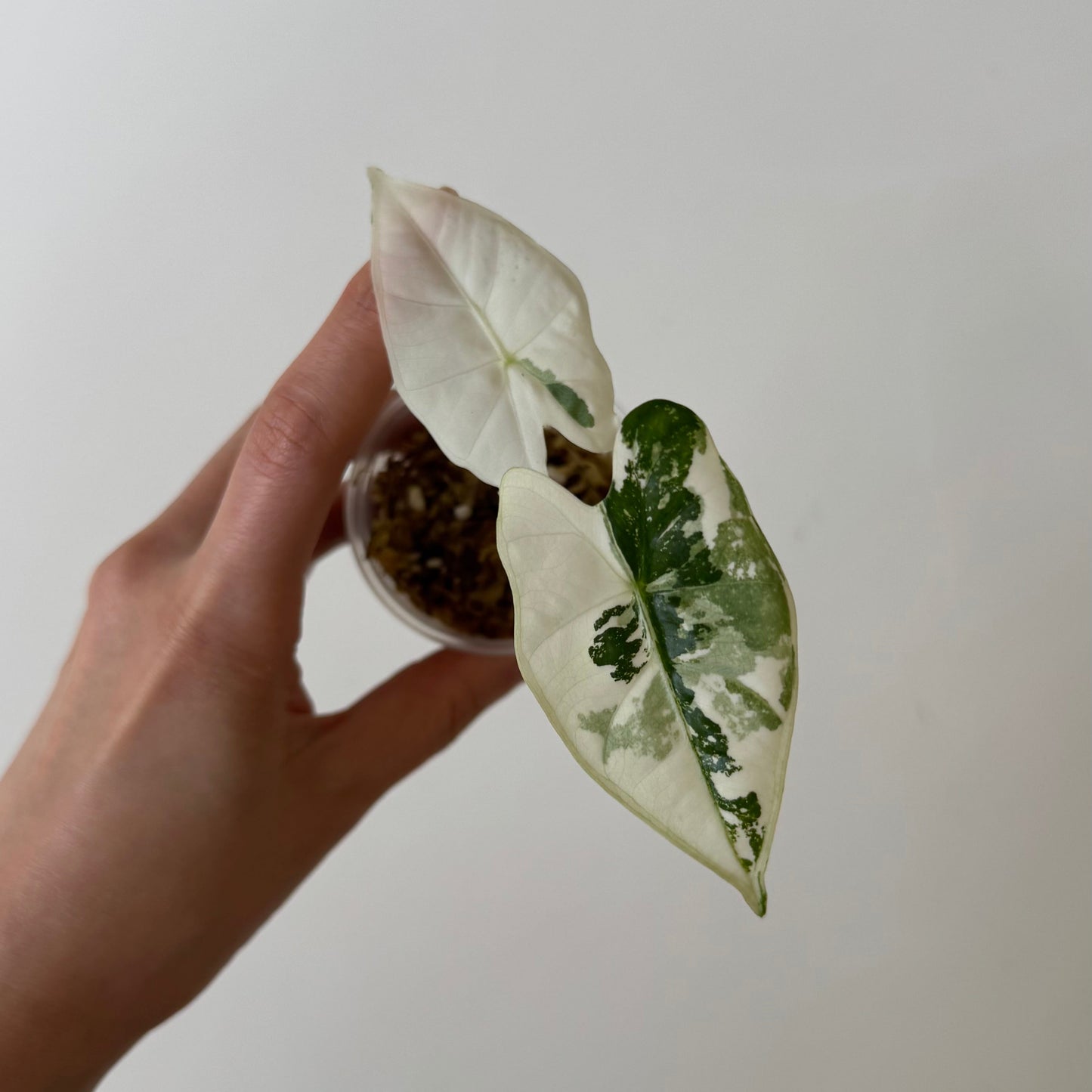 [GIVEAWAY] Alocasia Frydek Variegated