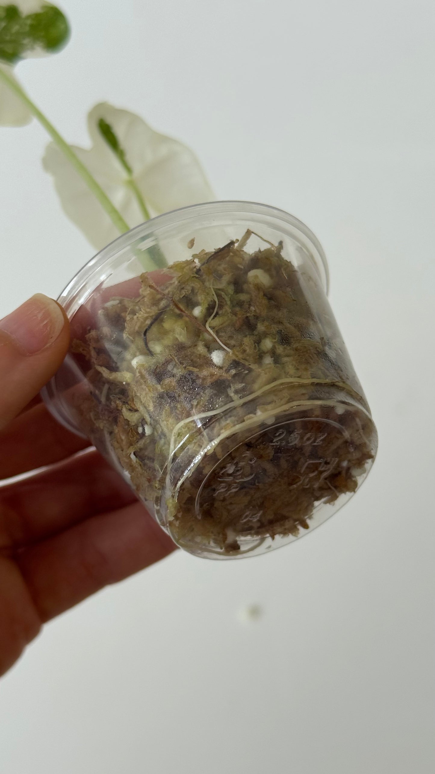 [GIVEAWAY] Alocasia Frydek Variegated