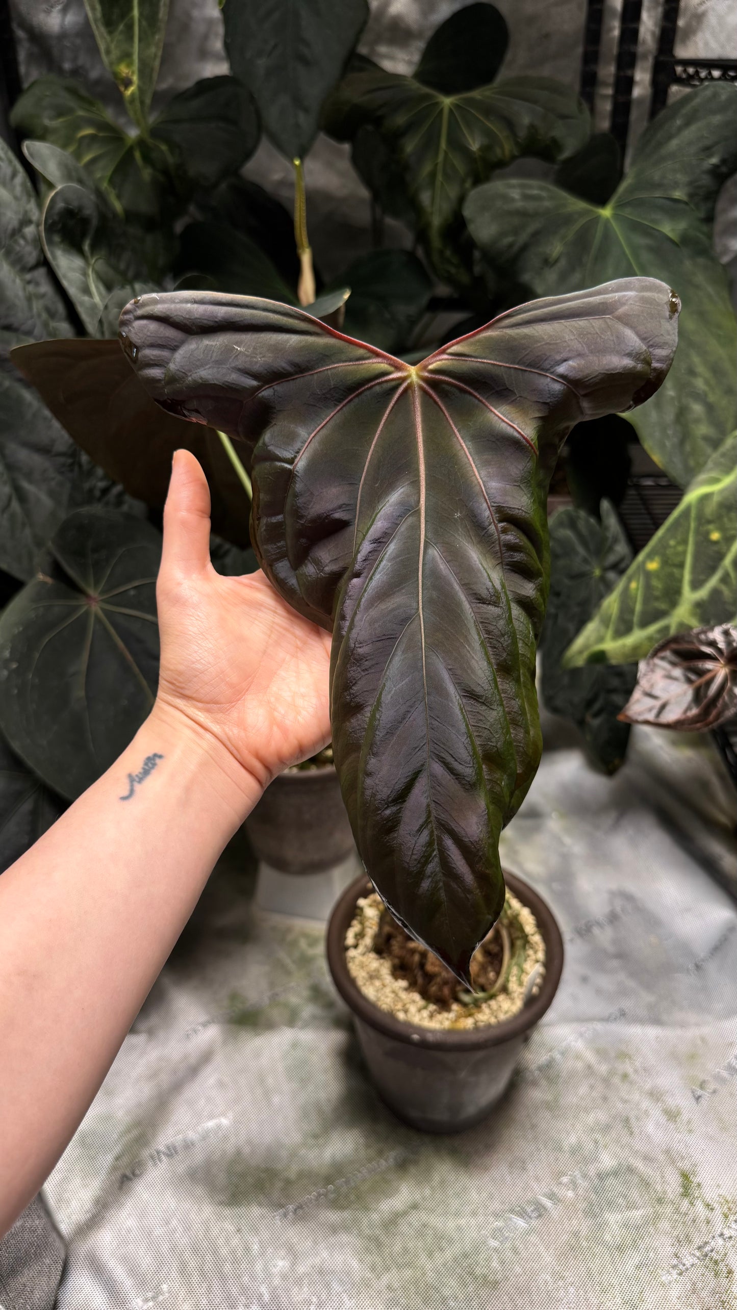 NSE Anthurium Dressleri X (Jay Vannini Anthurium Papillilaminum 'Fort Sherman' X 'Ralph Lynam') THREE-LEAF Seedlings