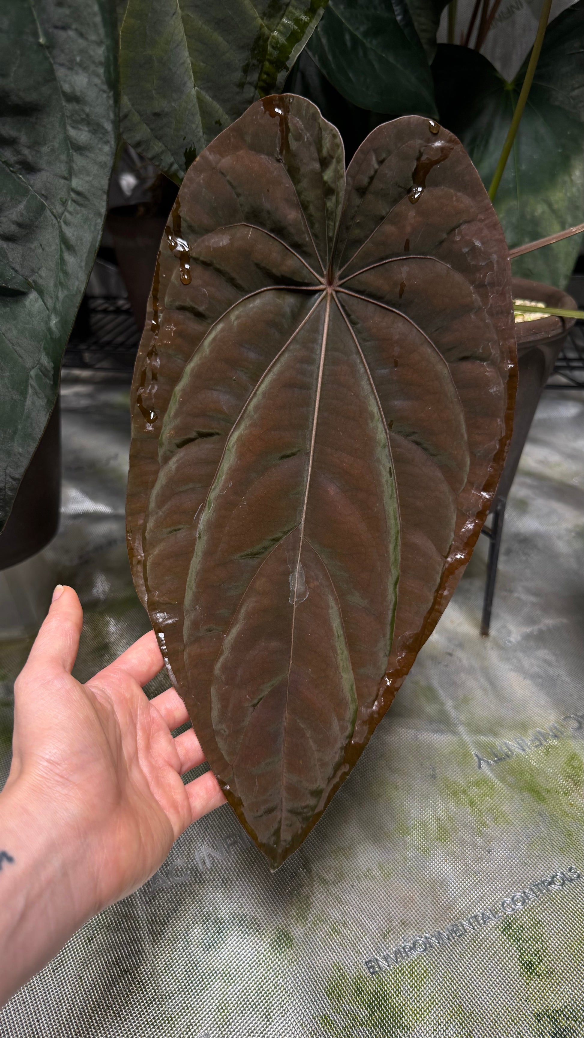 anthurium barklee NSE Anthurium carlablackiae X NSE Anthurium dressleri ONE-LEAF Seedlin – greenhues