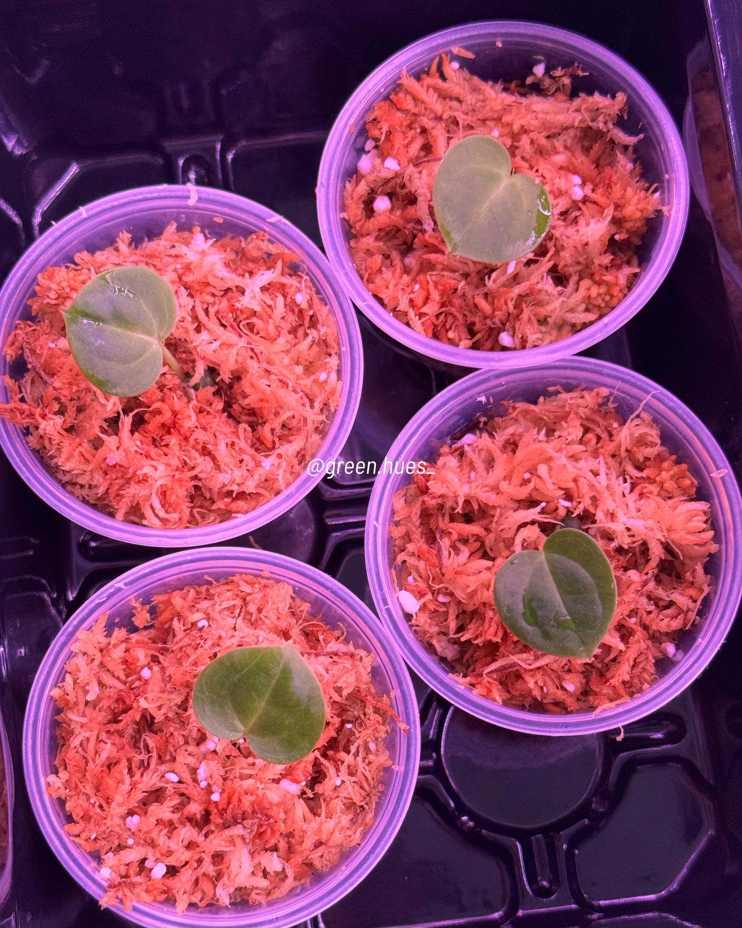 Anthurium (Carlablackiae X Anthurium Papillilaminum) F3 X Anthurium Crystallinum ONE-LEAF Seedlings