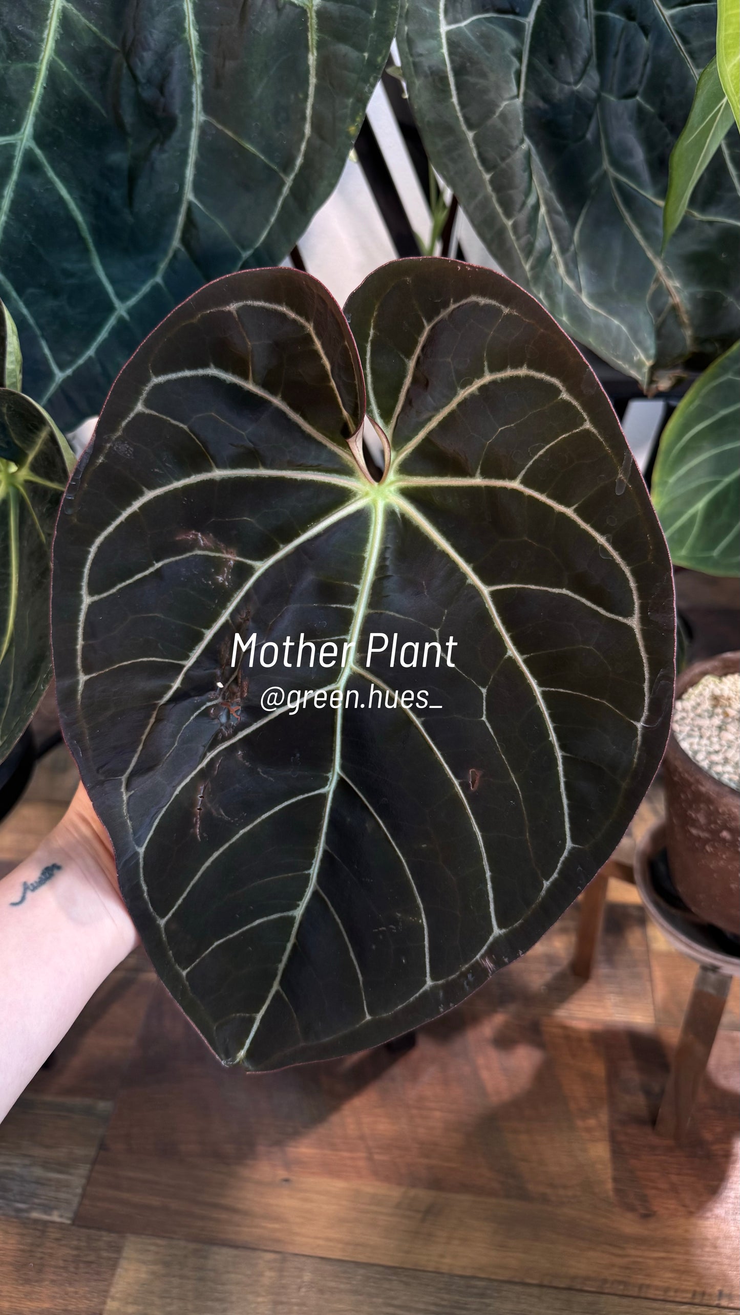Anthurium (Carlablackiae X Anthurium Papillilaminum) F3 X Anthurium Crystallinum ONE-LEAF Seedlings