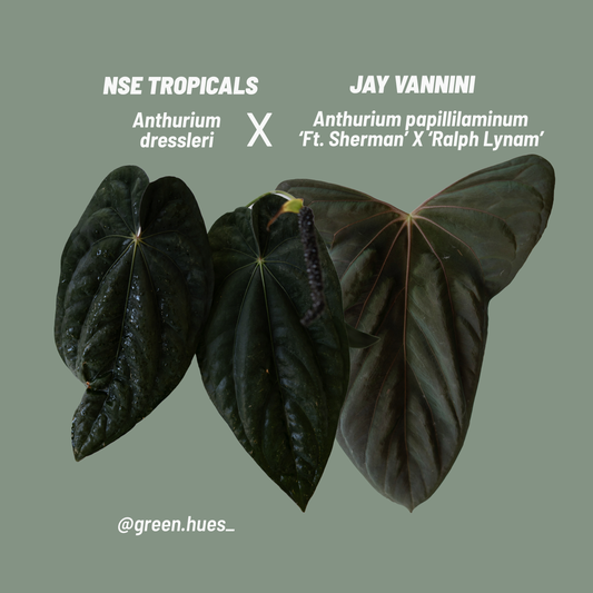 NSE Anthurium Dressleri X (Jay Vannini Anthurium Papillilaminum 'Fort Sherman' X 'Ralph Lynam') ONE-LEAF Seedlings