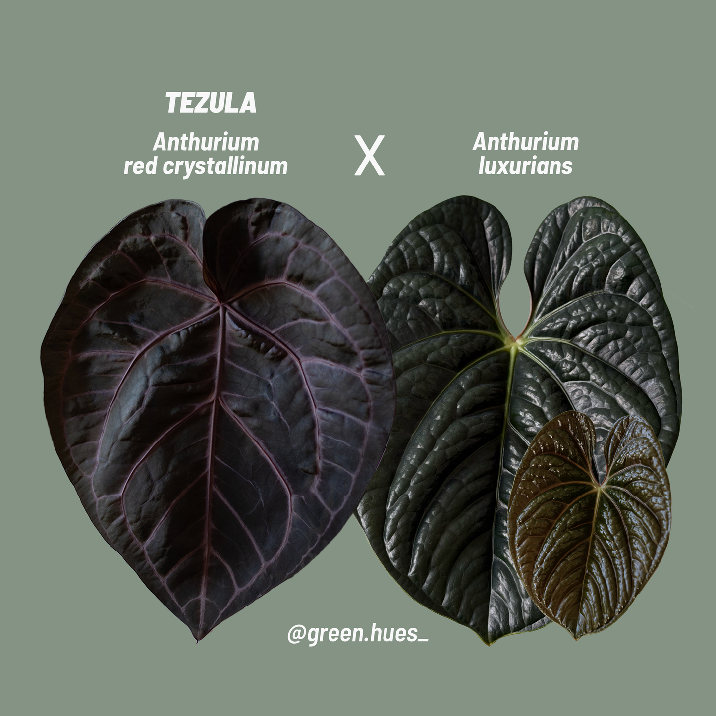 Tezula Anthurium Red Crystallinum X Anthurium Luxurians THREE-LEAF Seedlings