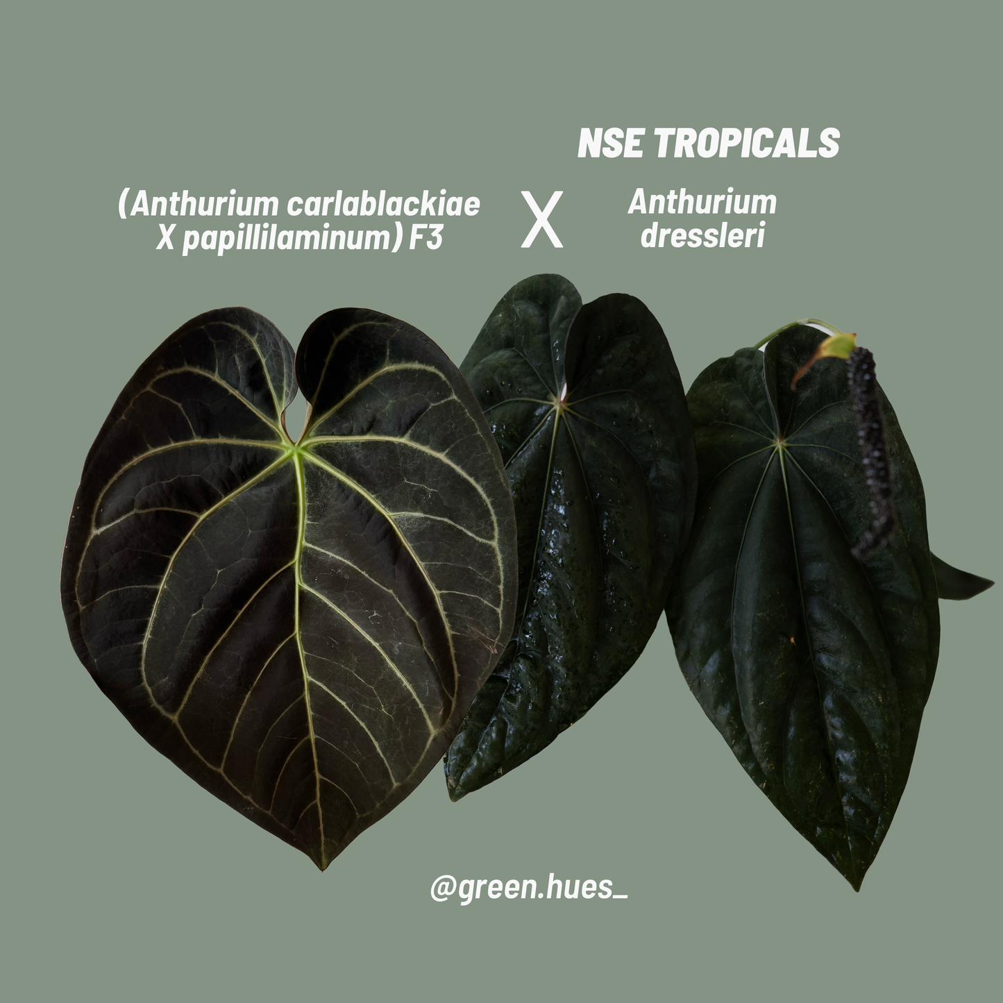 (Anthurium Carlablackiae X Anthurium Papillilaminum) F3 X NSE Anthurium Dressleri ONE-LEAF Seedlings