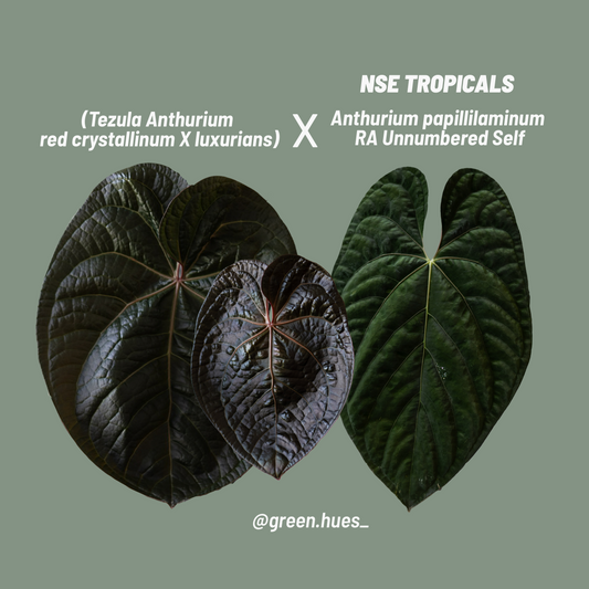 (Tezula Anthurium Red Crystallinum X Anthurium Luxurians) X NSE Anthurium Papillilaminum RA Unnumbered Self ONE-LEAF Seedlings